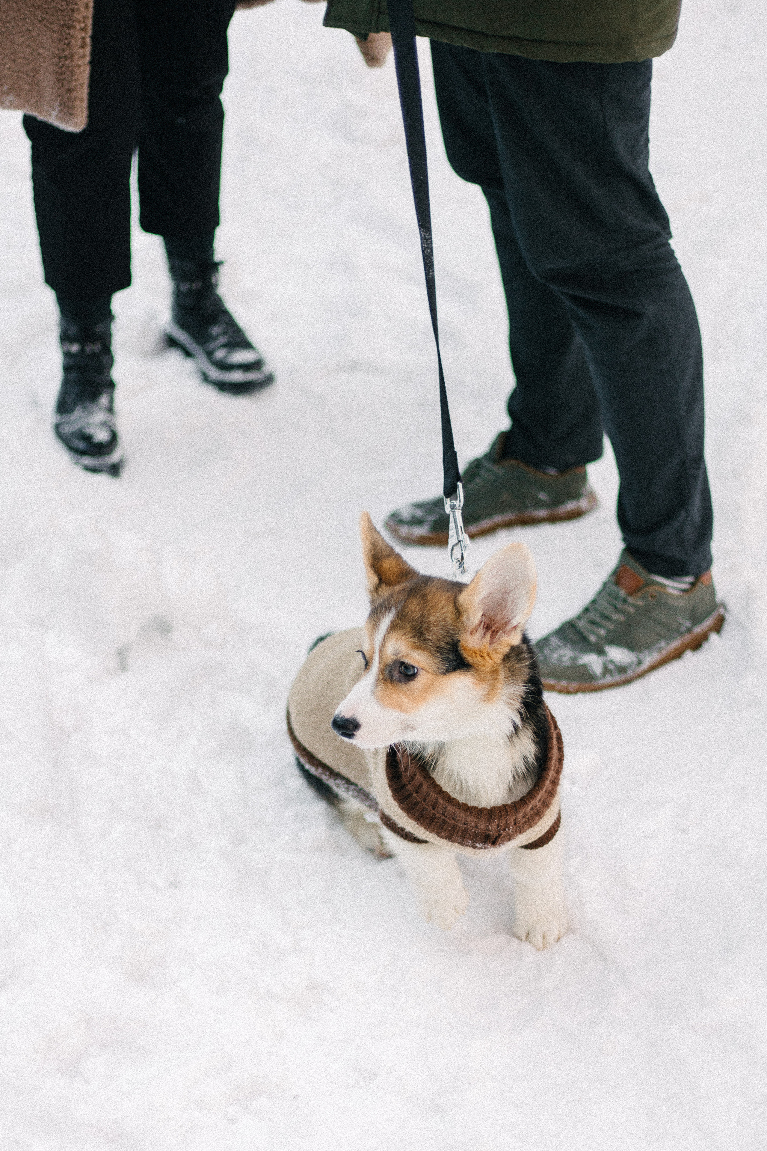 Валя, Игорь и Трюфель. Свадебный фотограф Москва Воронеж Ленкова Ксения