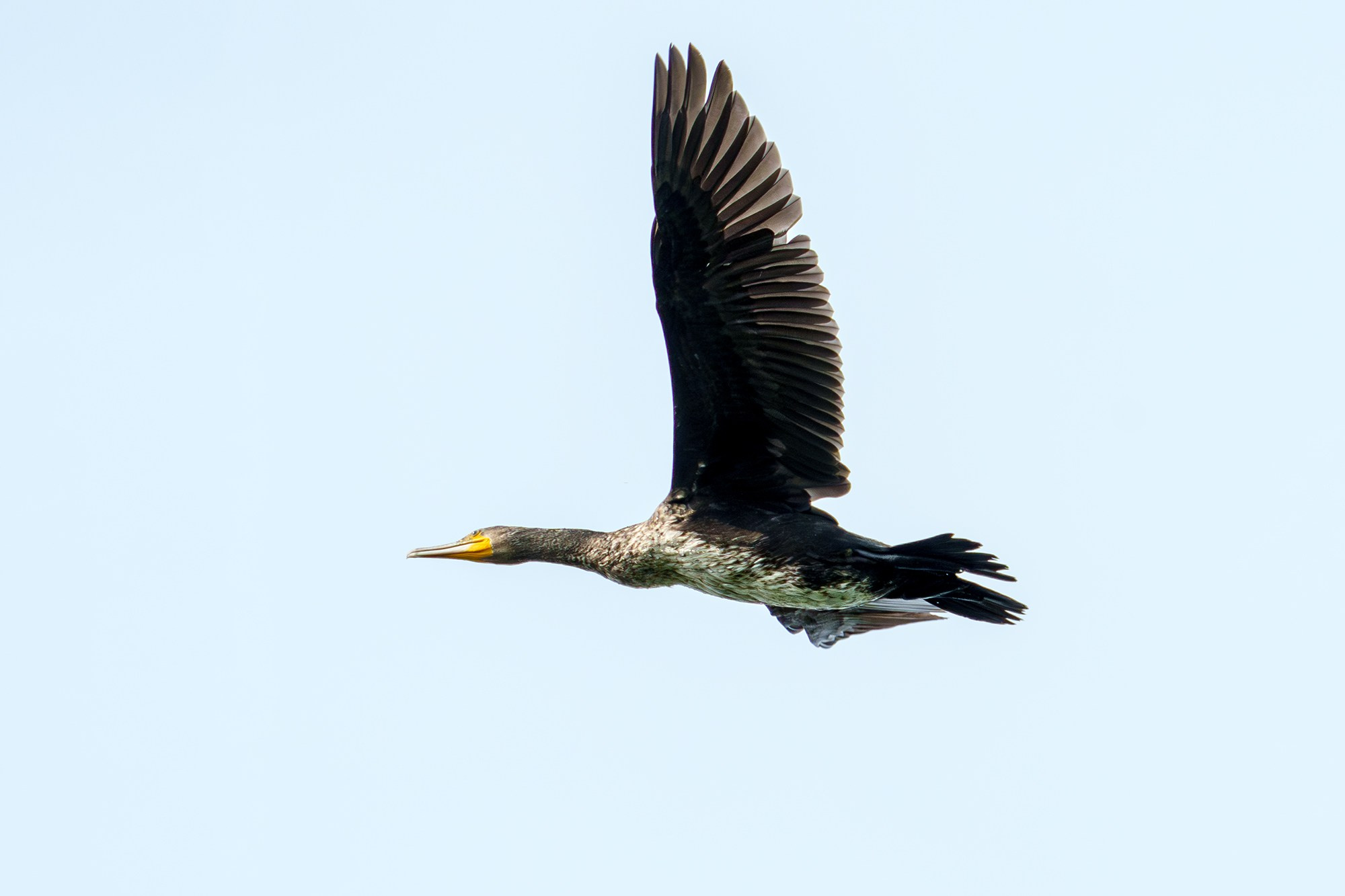 Удивительные мир птиц. Вокруг нас столько прекрасного — присмотритесь!. Ваш личный фотограф Марина Волкова