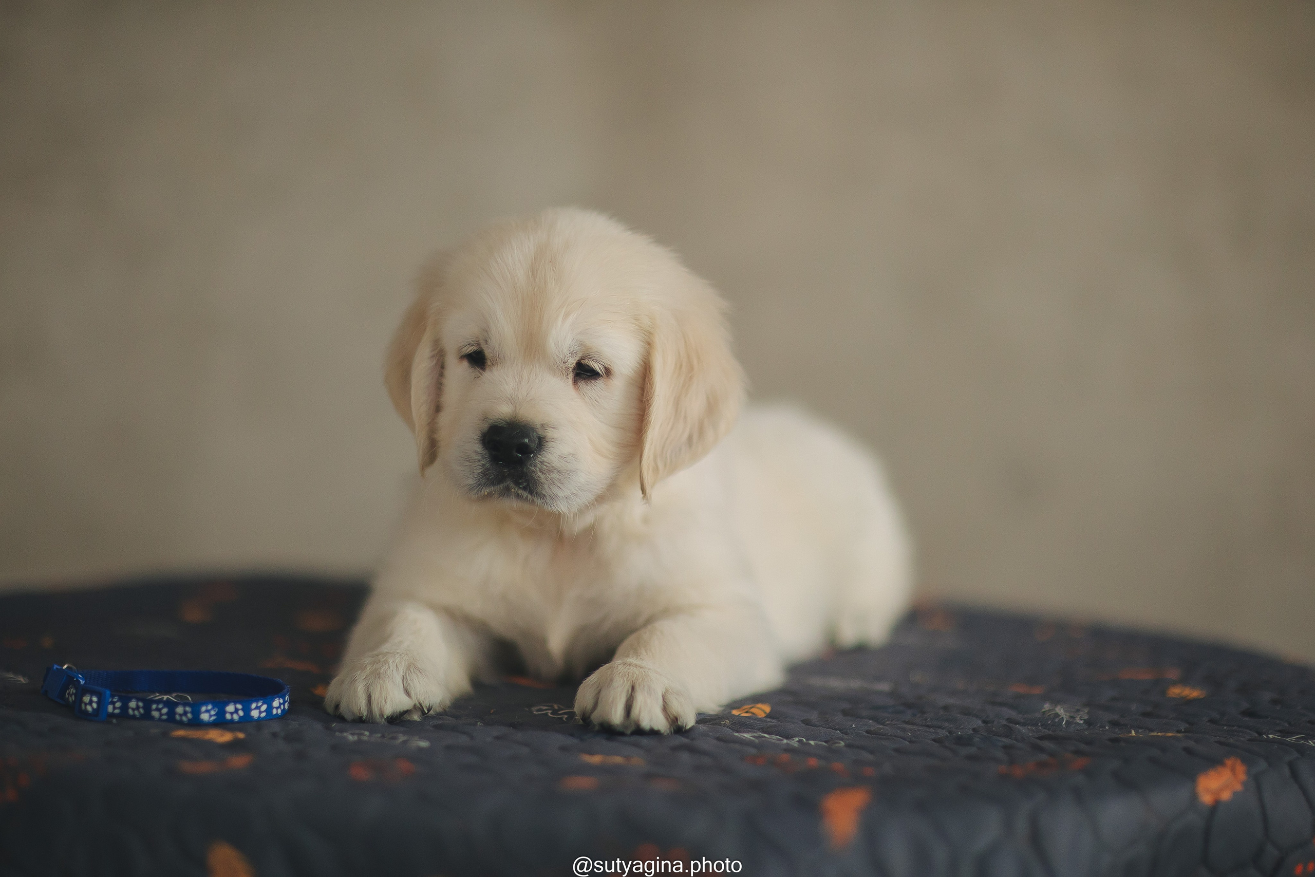 Синий ошейник. Свадебный и женский фотограф
