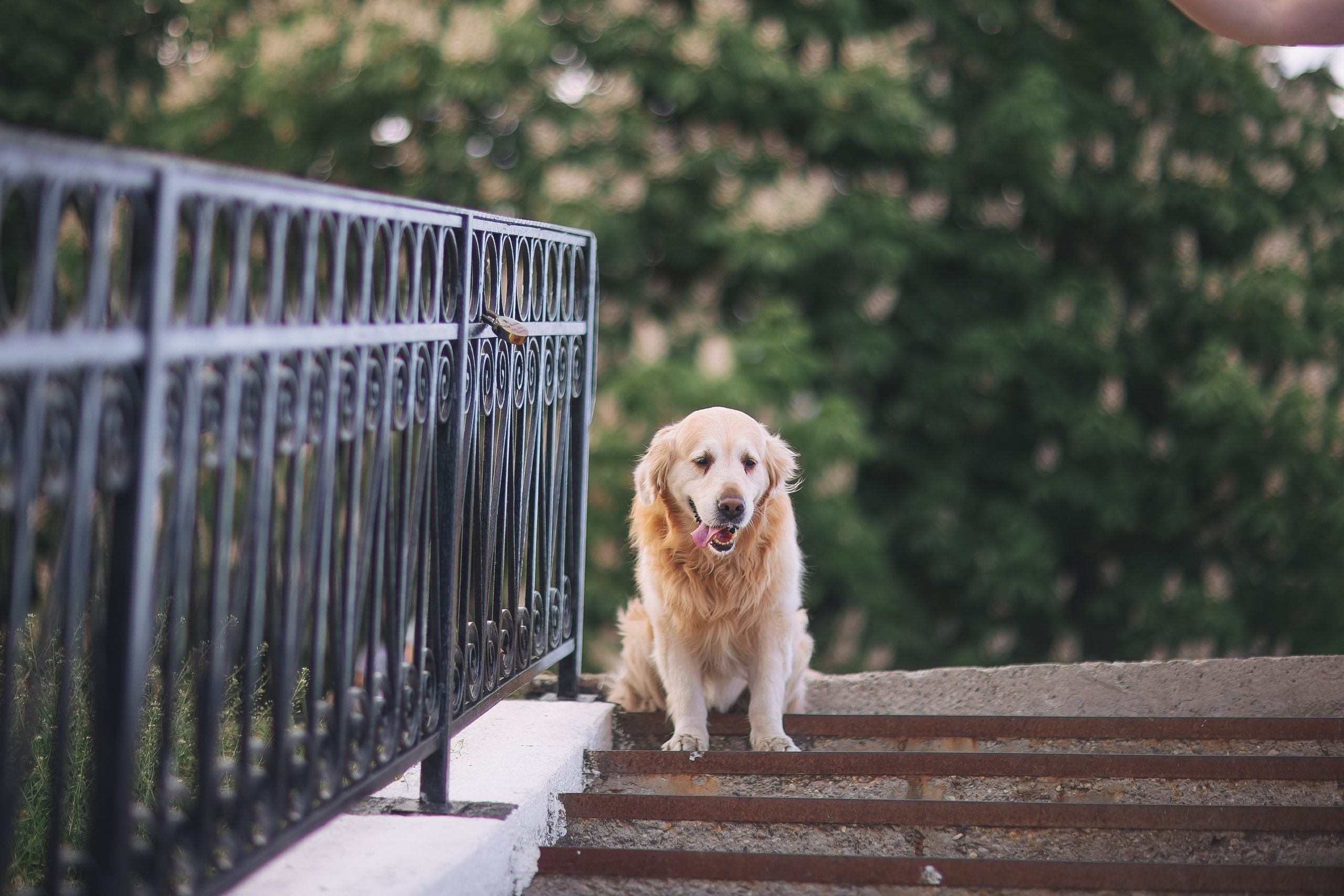 Золотистый ретривер Кант, Калининград. Свадебный и женский фотограф