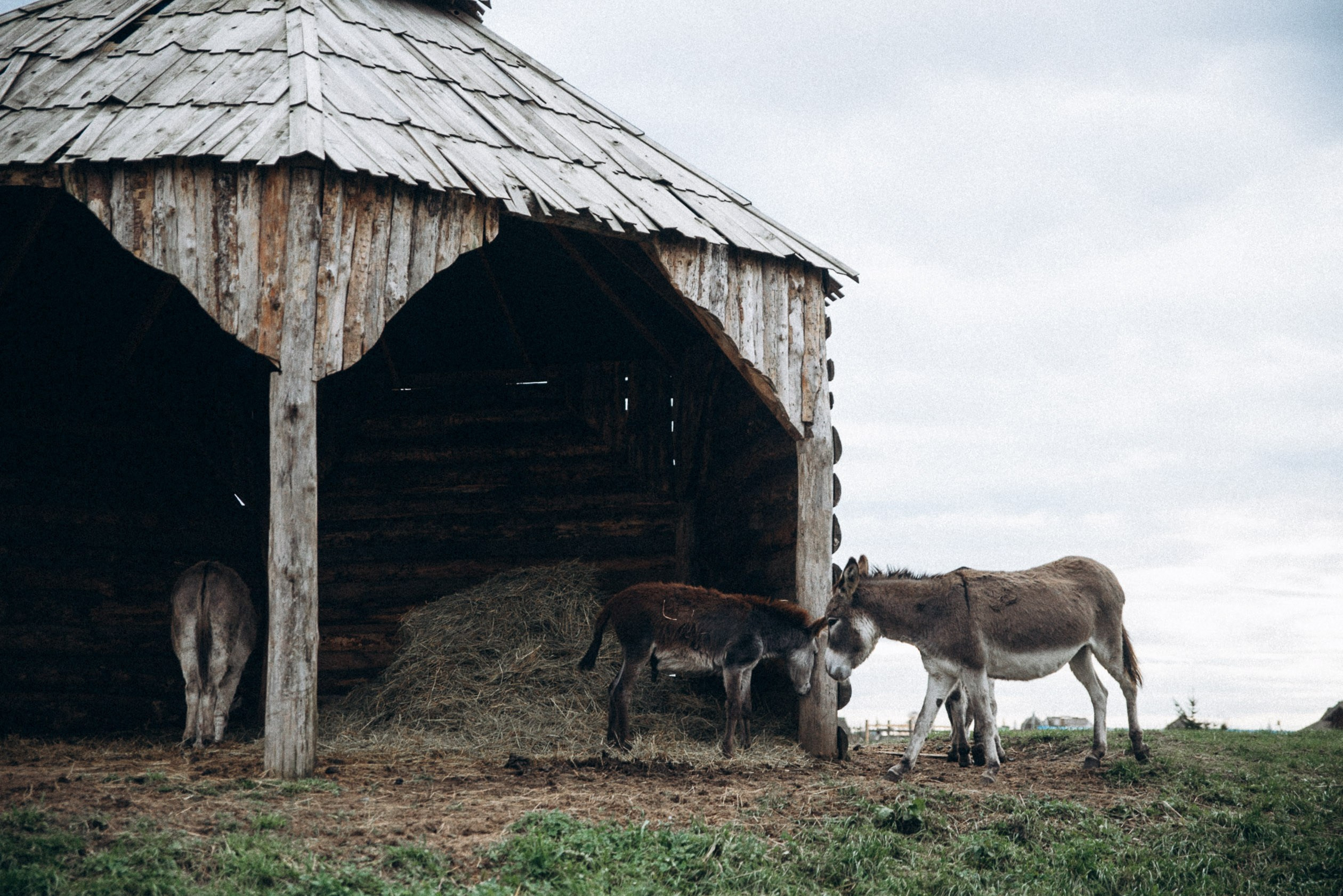 Диприз 🦌🌿🦝. Anita_photo