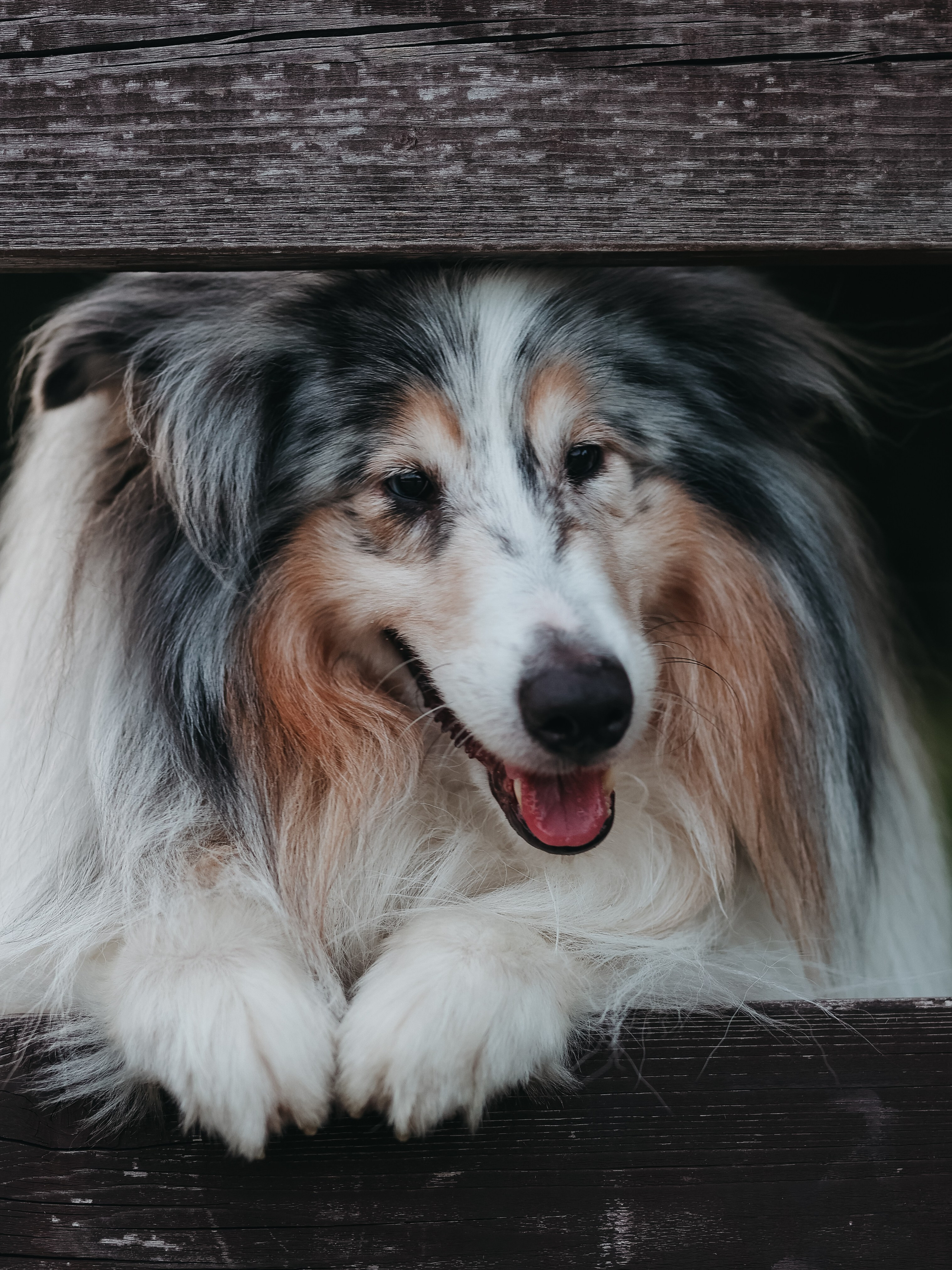 Гранд и Инга. Фотограф-анималист в Москве Кириллова Татьяна
