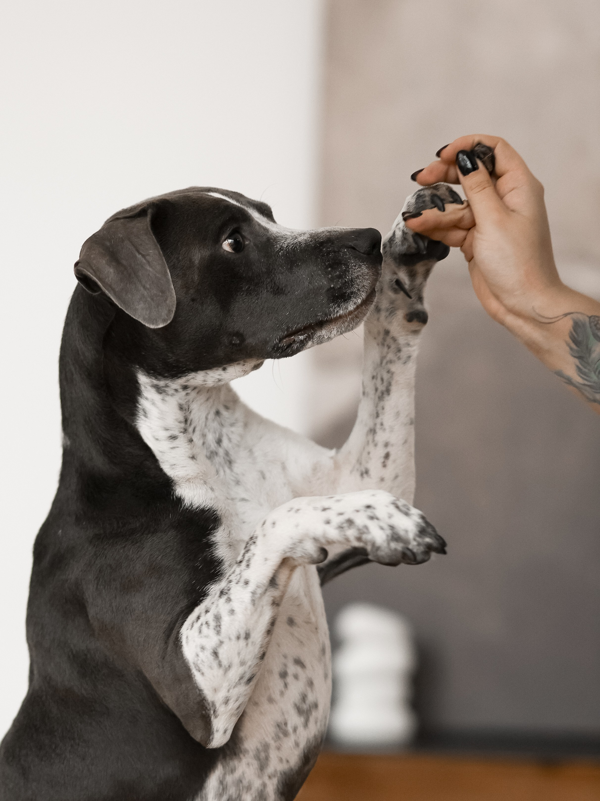 Тортик Даша и Никита. Фотограф-анималист в Москве Кириллова Татьяна