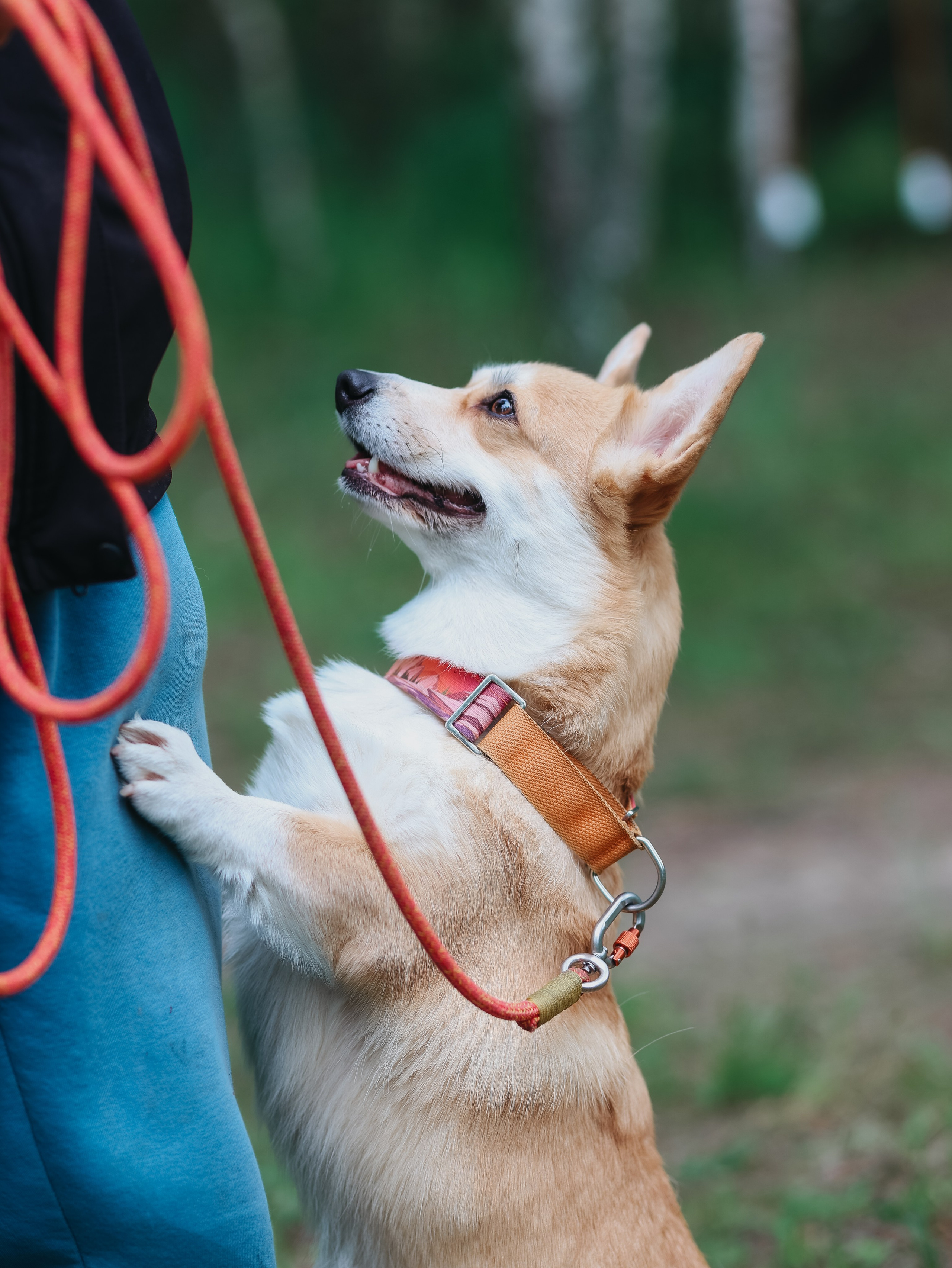 Лагерь ноузворк. Фотограф-анималист в Москве Кириллова Татьяна