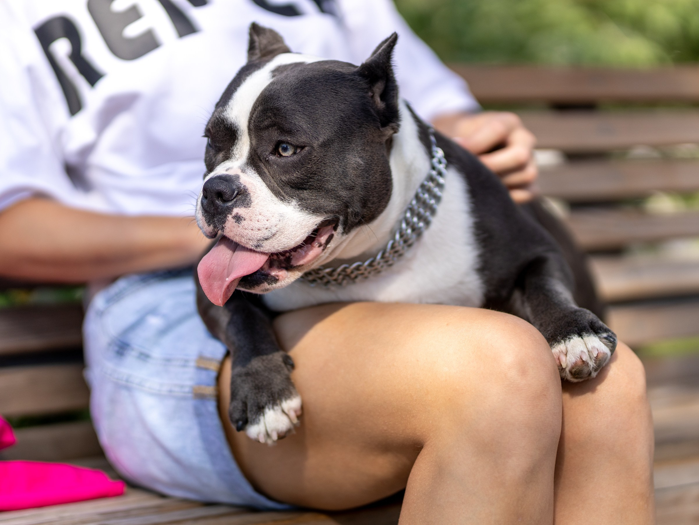 Марси и Катя. Фотограф-анималист в Москве Кириллова Татьяна