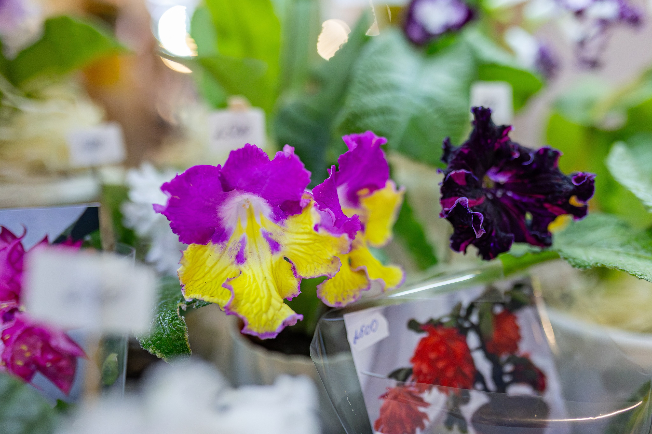 Монстериум апрель 2026. Александра Куликова фотограф, Москва