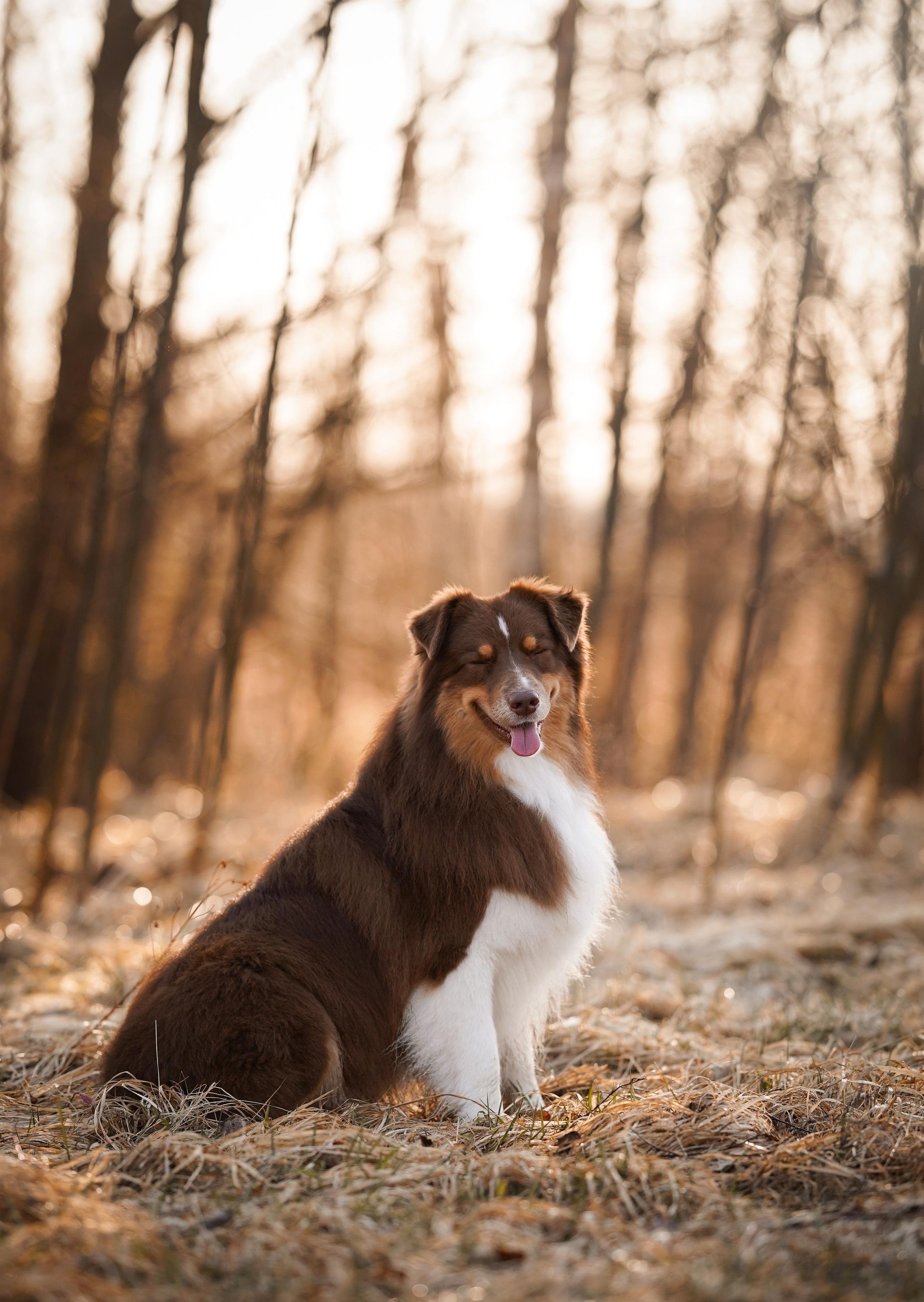 Кристина Рокки и Валькирия. Фотограф-анималист в Санкт-Петербурге Яна Мартынова