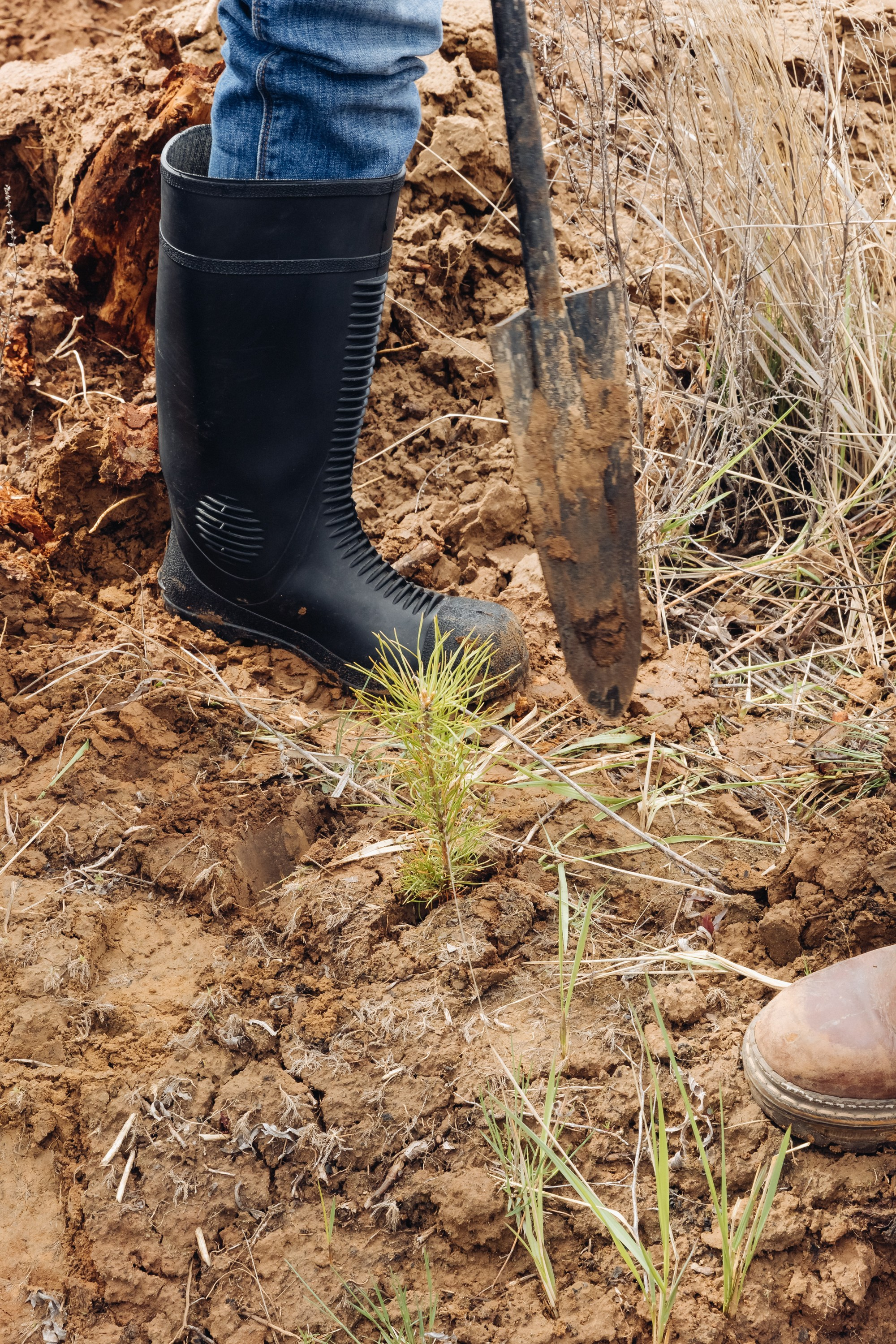 Siberian wellness. Ежегодная акция по посадке деревьев. Свадебный и семейный фотограф в Улан-Удэ