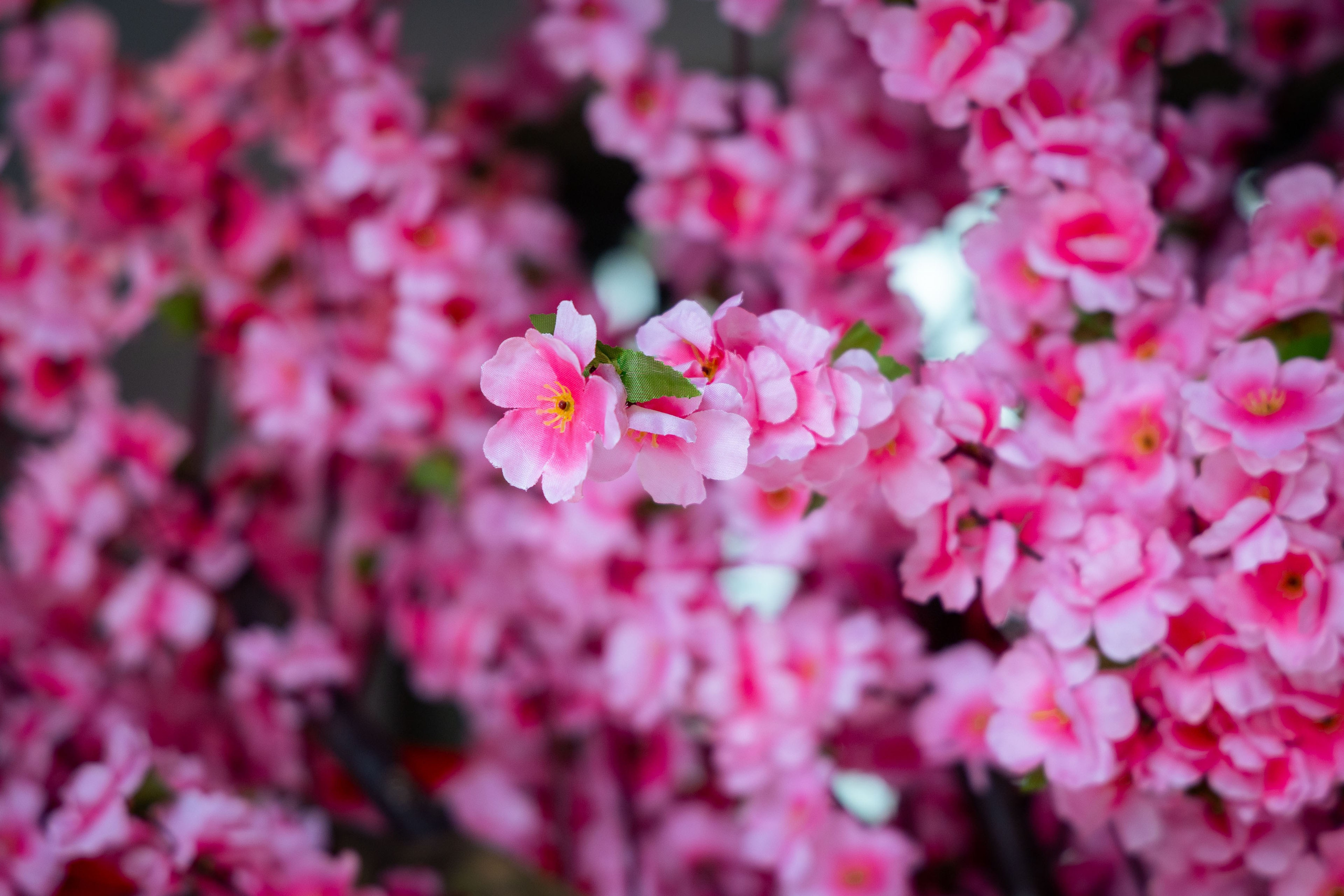 Шанхай (март 2026). Фотограф Виноградов Константин