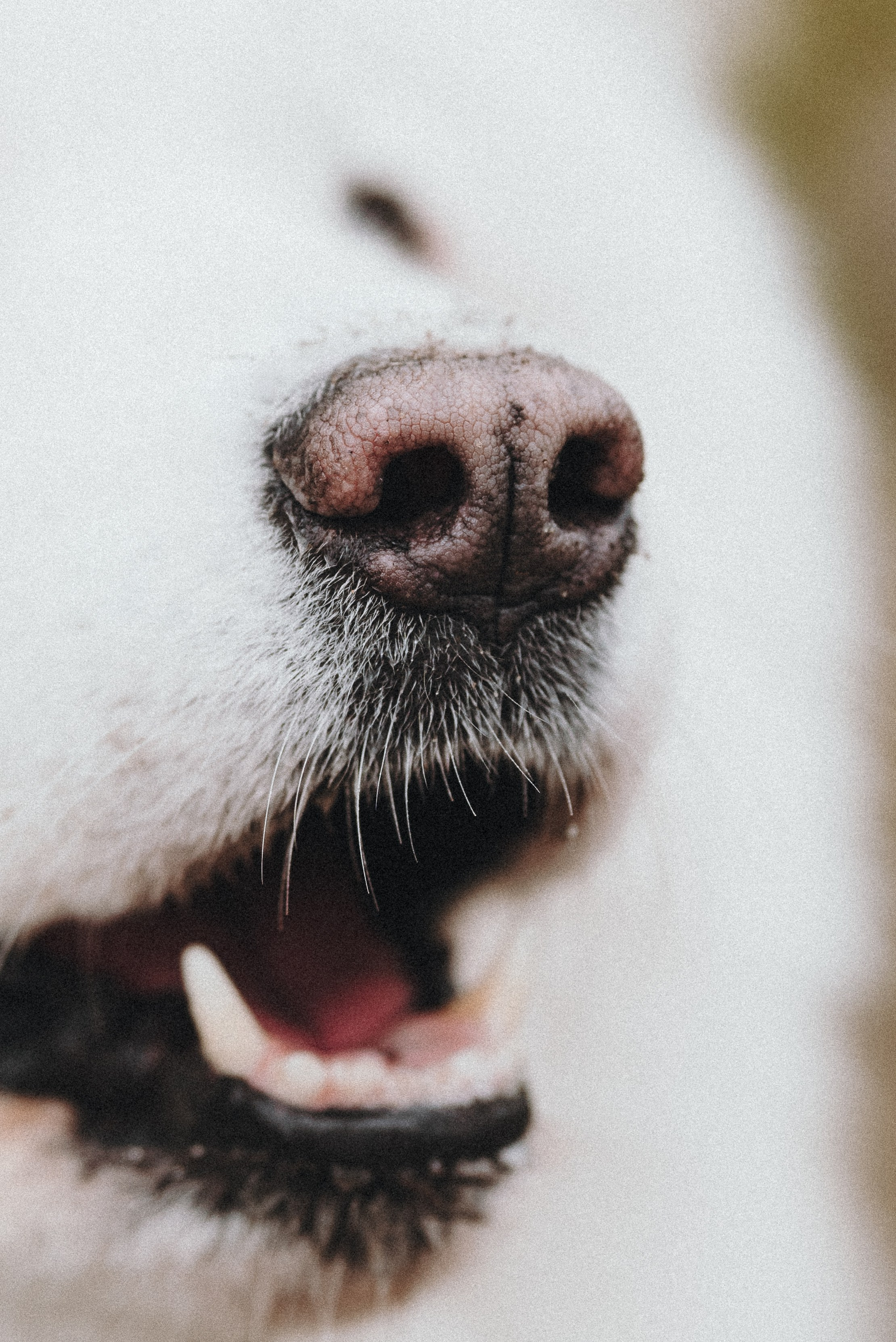 Valya & Varya. Natalia Finch Photography — Family, Kids & Pet Photographer in Chicago, IL