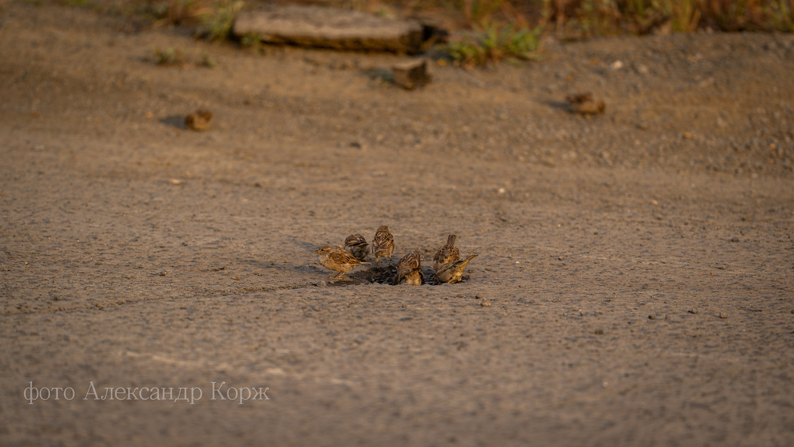 Животные. Фотографии и видеосъемка, Айхал, Удачный, Якутия. Фотографии Айхал