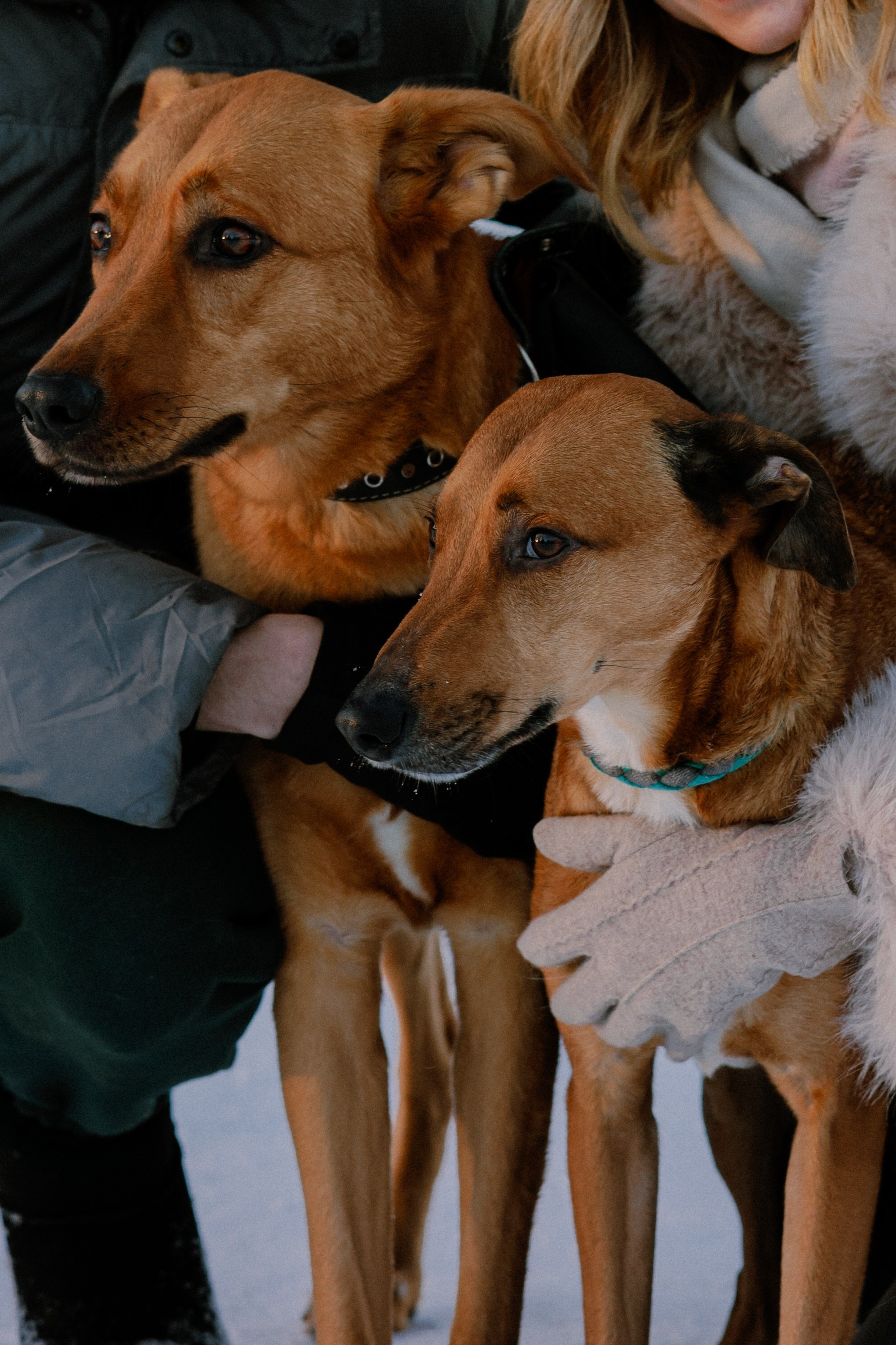 Лора и Бони в СПб. Фотограф в Санкт-Петербурге Алёна Губинская