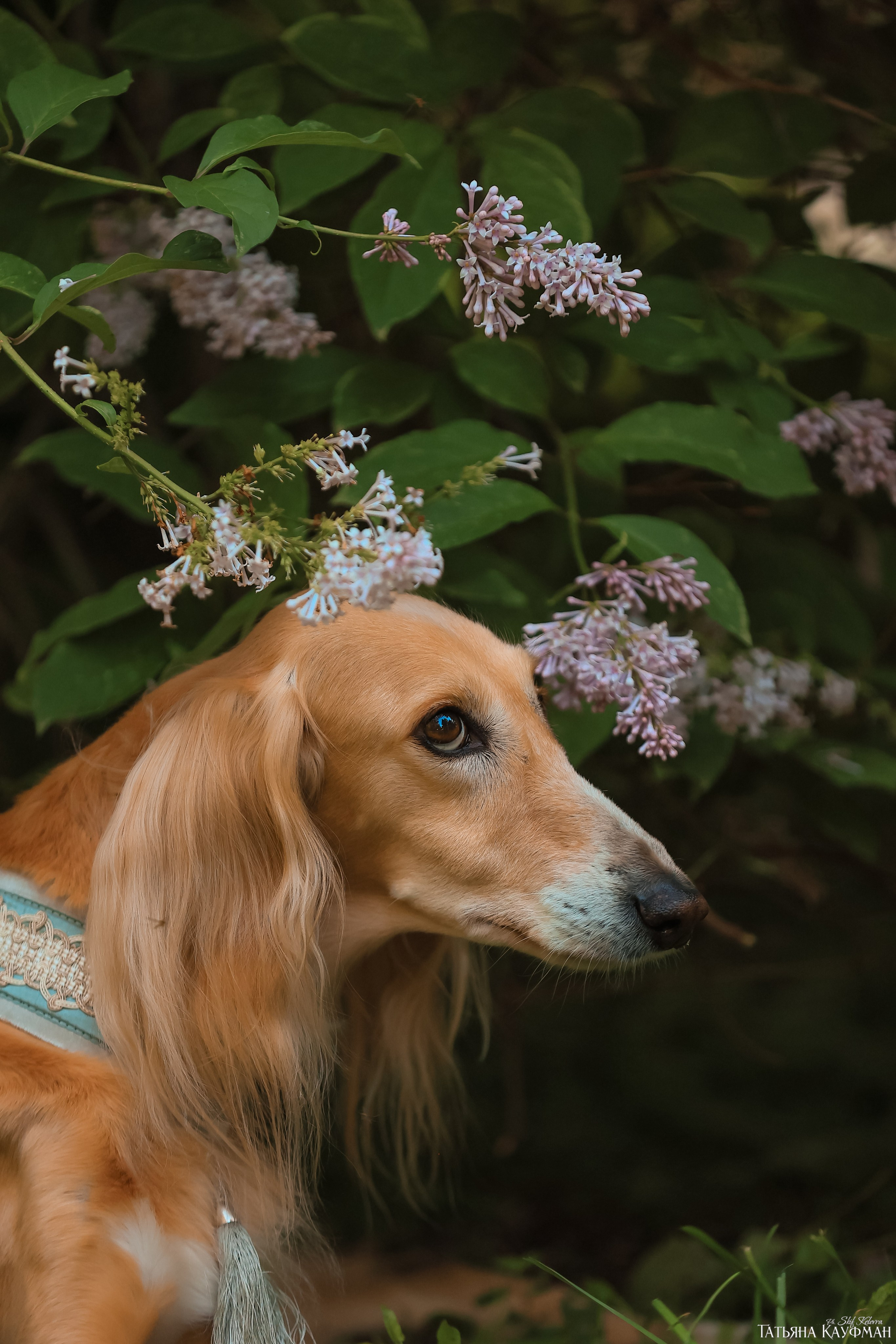 Салюки, фотография салюки, собака в цветах, красивая собака, фотограф анималист, фотокурс Анималистика, научиться фотографировать собак