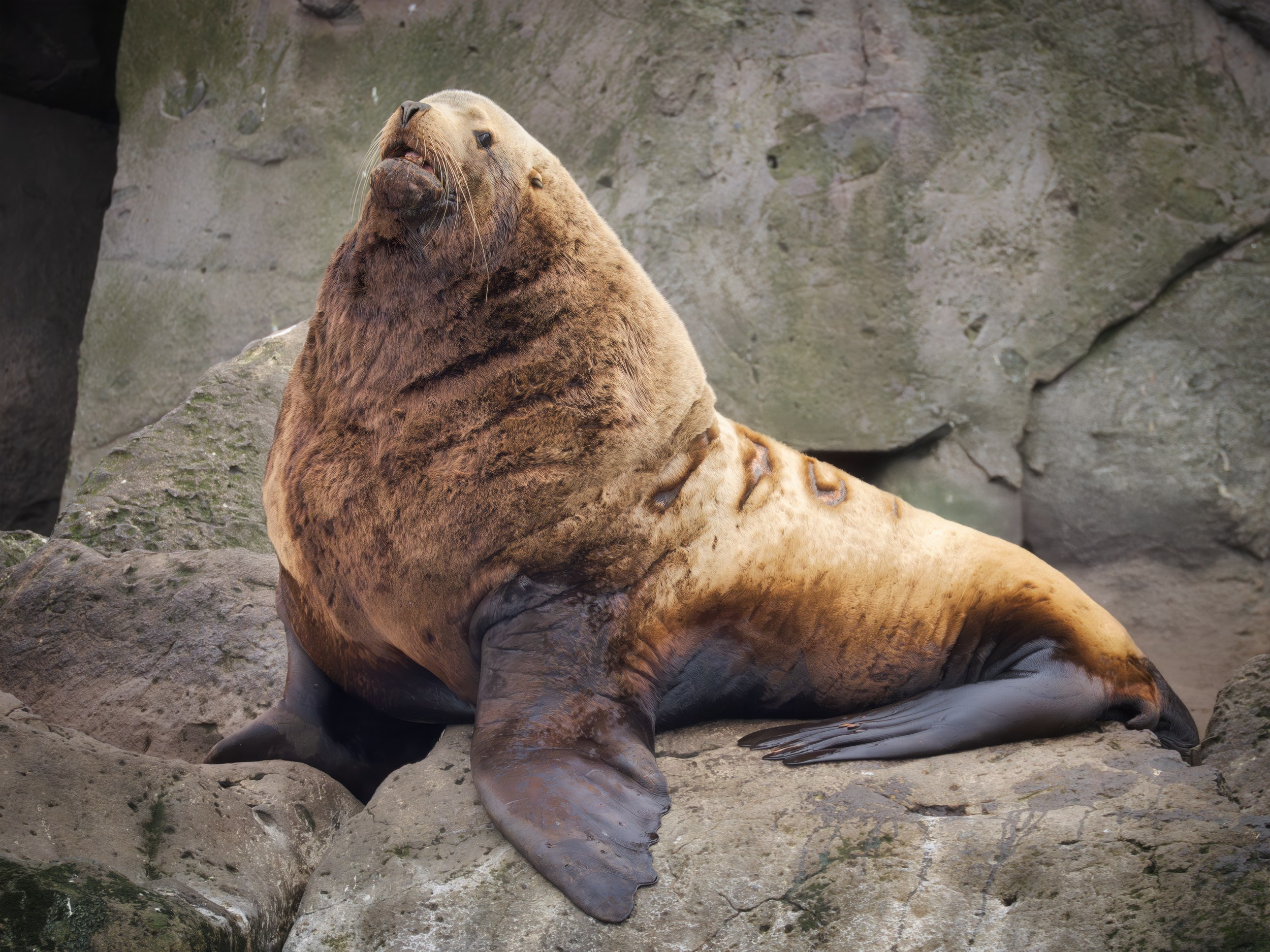 Сивуч-секач (Морской лев), о. Анциферова, Северные Курилы