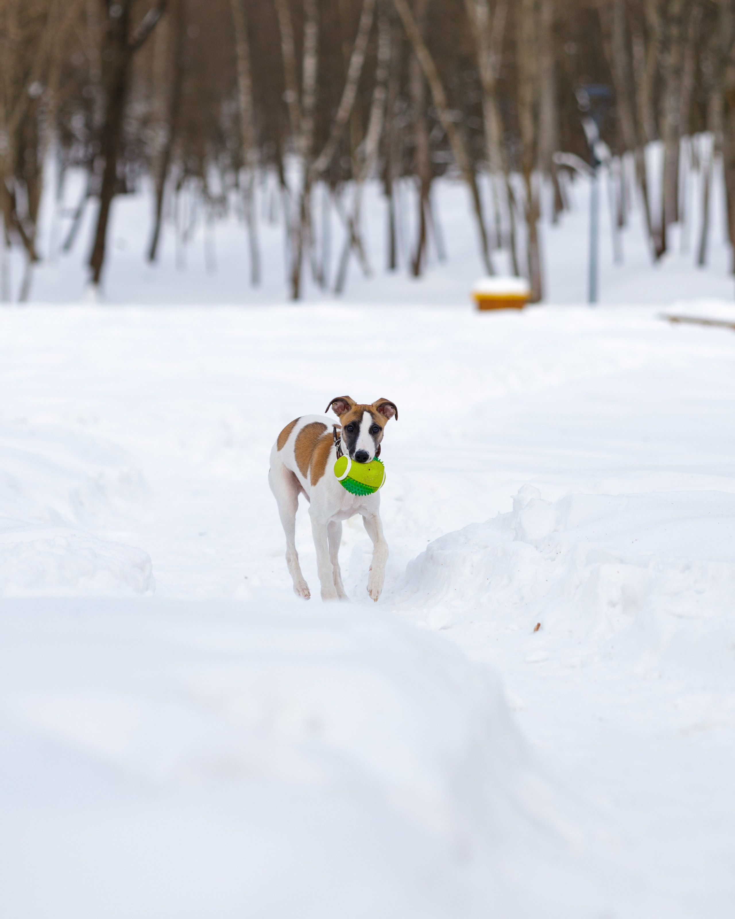 Ланди. Анна Самохина. Фотограф. Москва