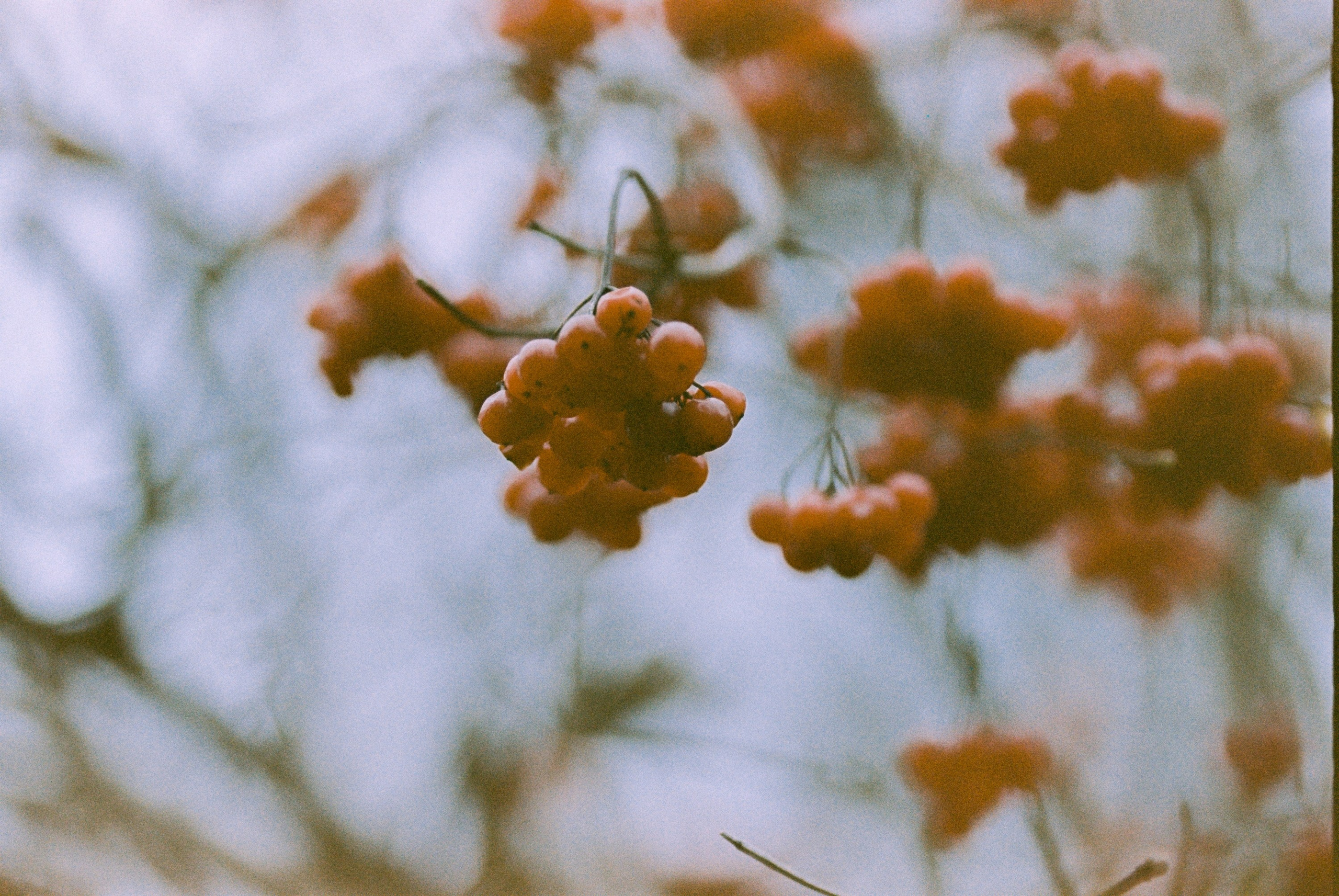 Осень на просроченную Kodak Color Plus 200 и Contax N1 с макро-объекти