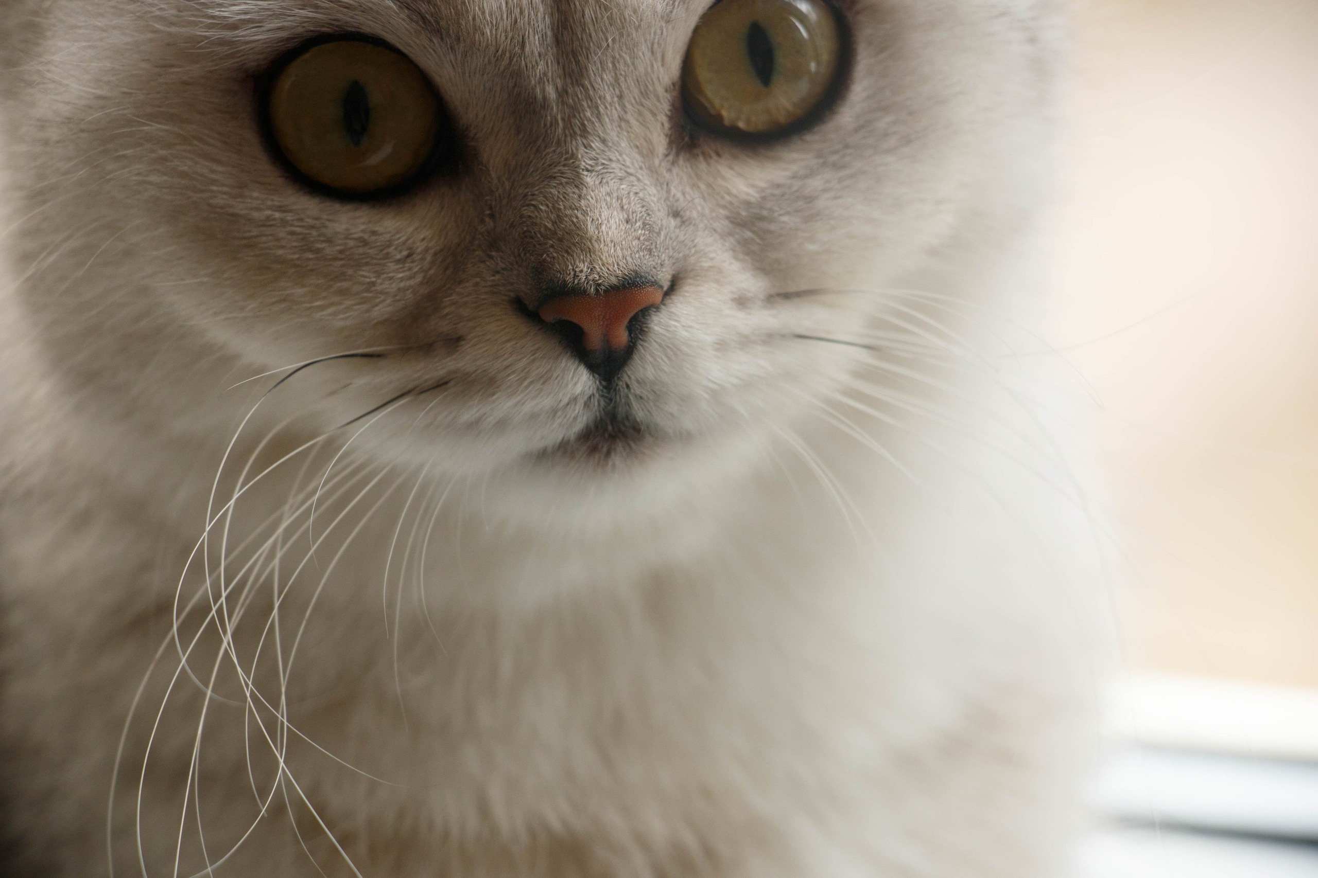 NASTYA & KITTI. Бережно сохраняю ваши чувства и истории на своих фотографиях