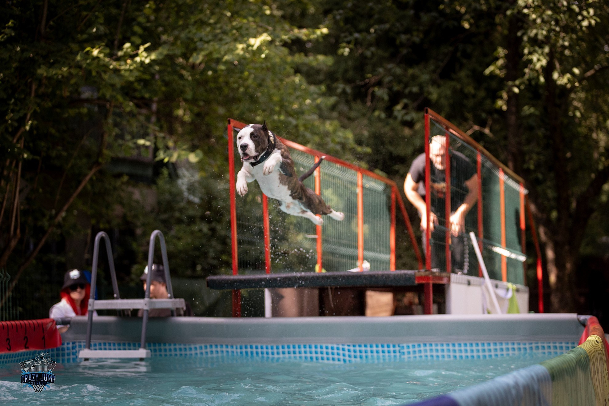 Собаки, спорт, Док дайвинг. Свадебный и репортажный фотограф в Москве и Московской области