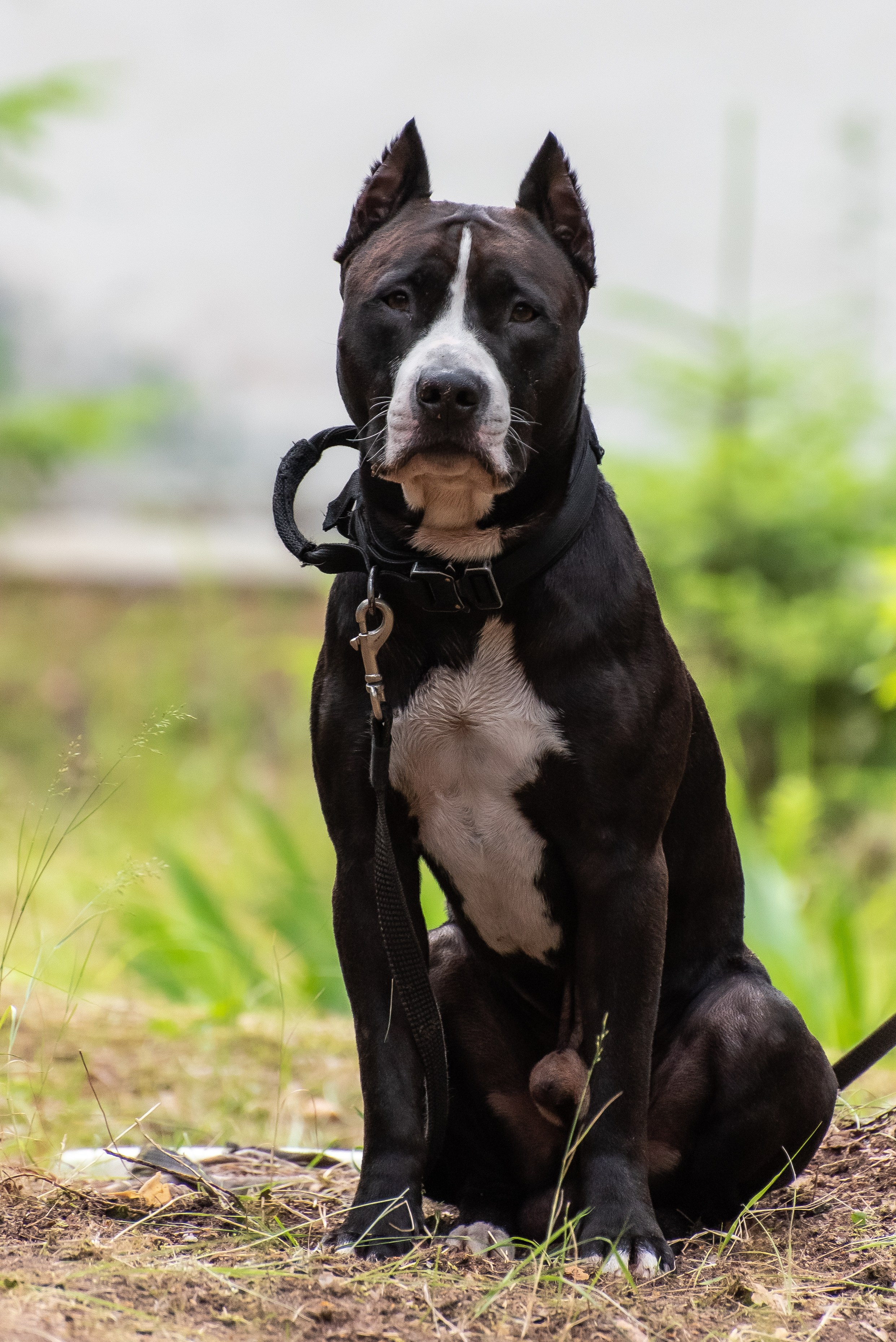 Хвостатые каникулы Детский кинологический лагерь. Фотограф Макс Огурцов в Нижнем Новгороде
