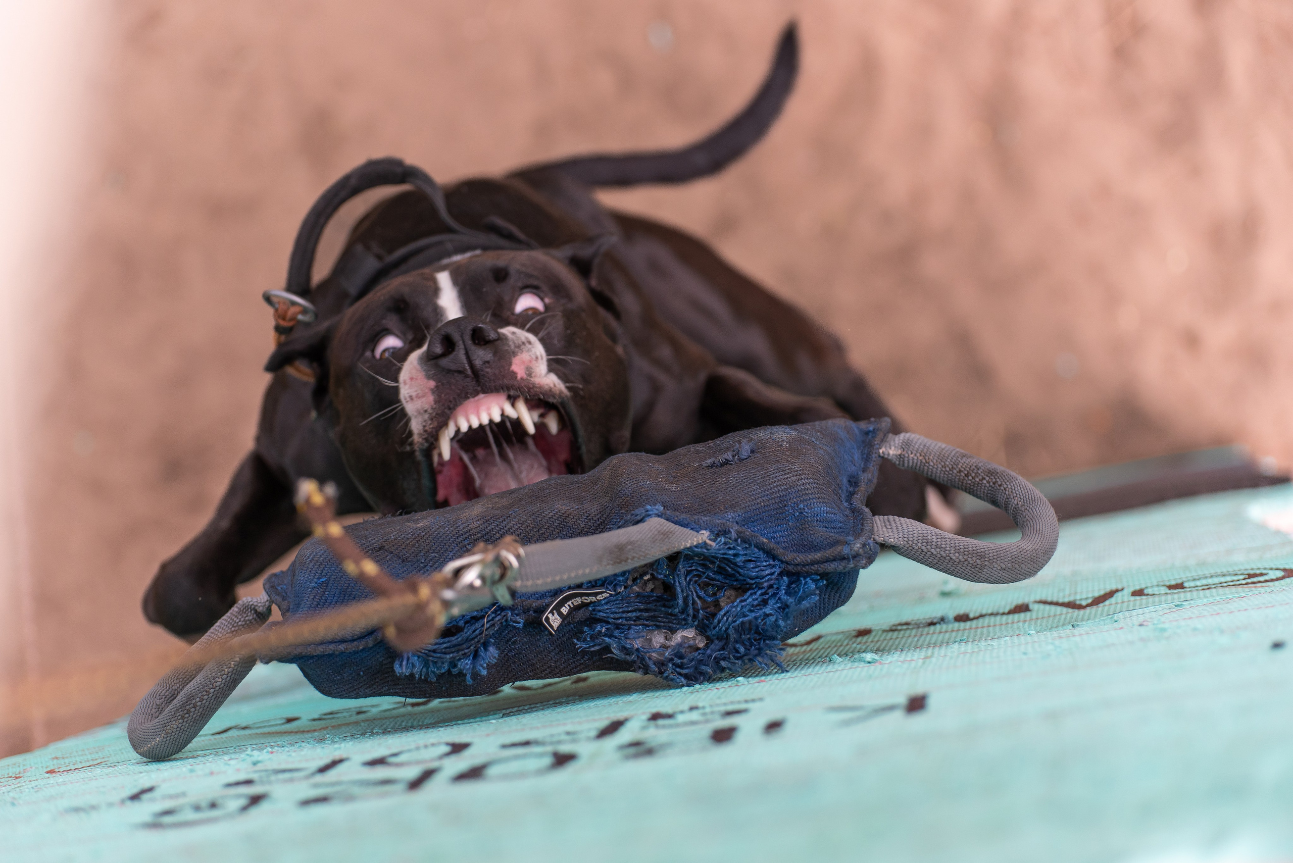 Спортивный фотограф анималист Пит-Стафф многоборье. Фотограф Макс Огурцов в Нижнем Новгороде