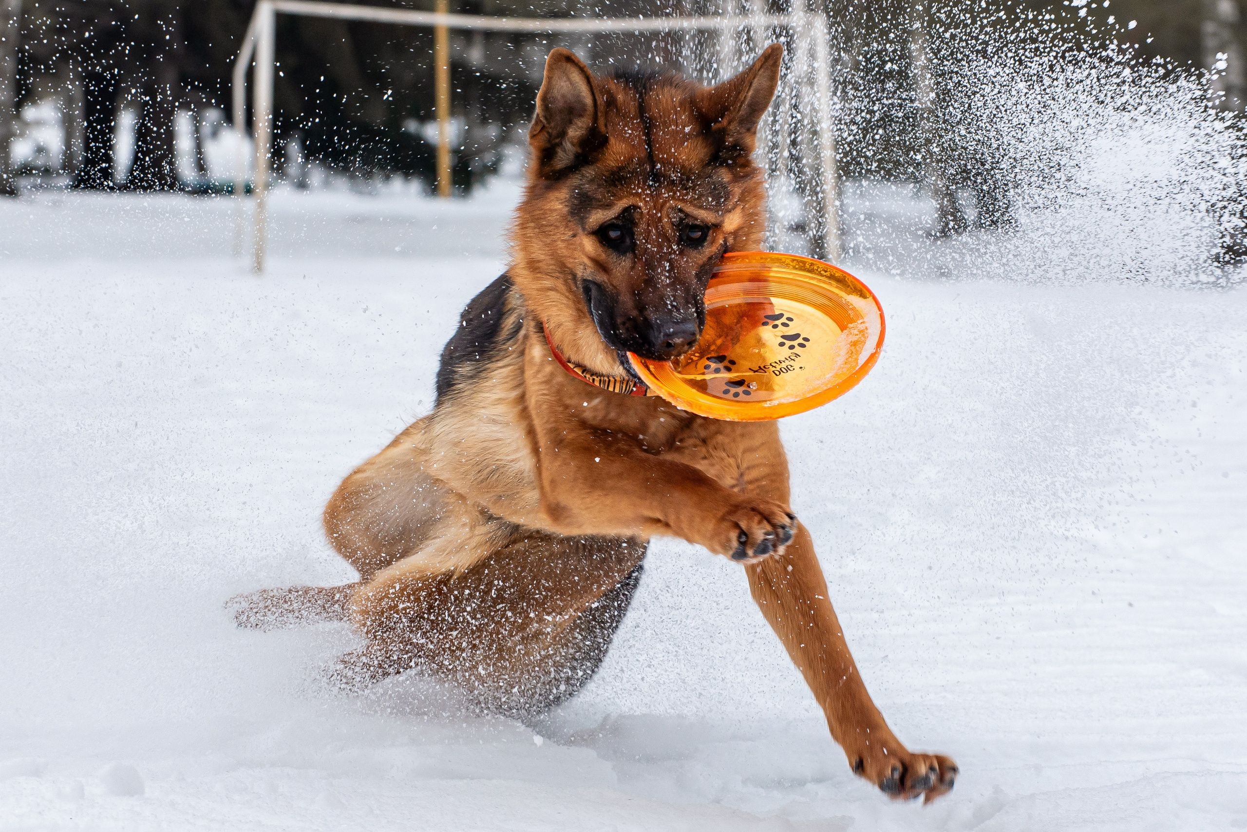 Фотосъёмка с собаками в Кинологическом лагере. Фотограф Макс Огурцов в Нижнем Новгороде