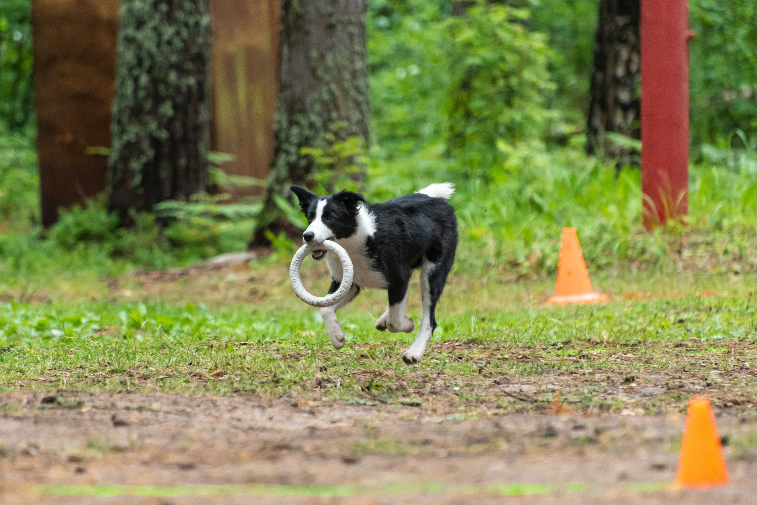Хвостатые каникулы Детский кинологический лагерь. Фотограф Макс Огурцов в Нижнем Новгороде