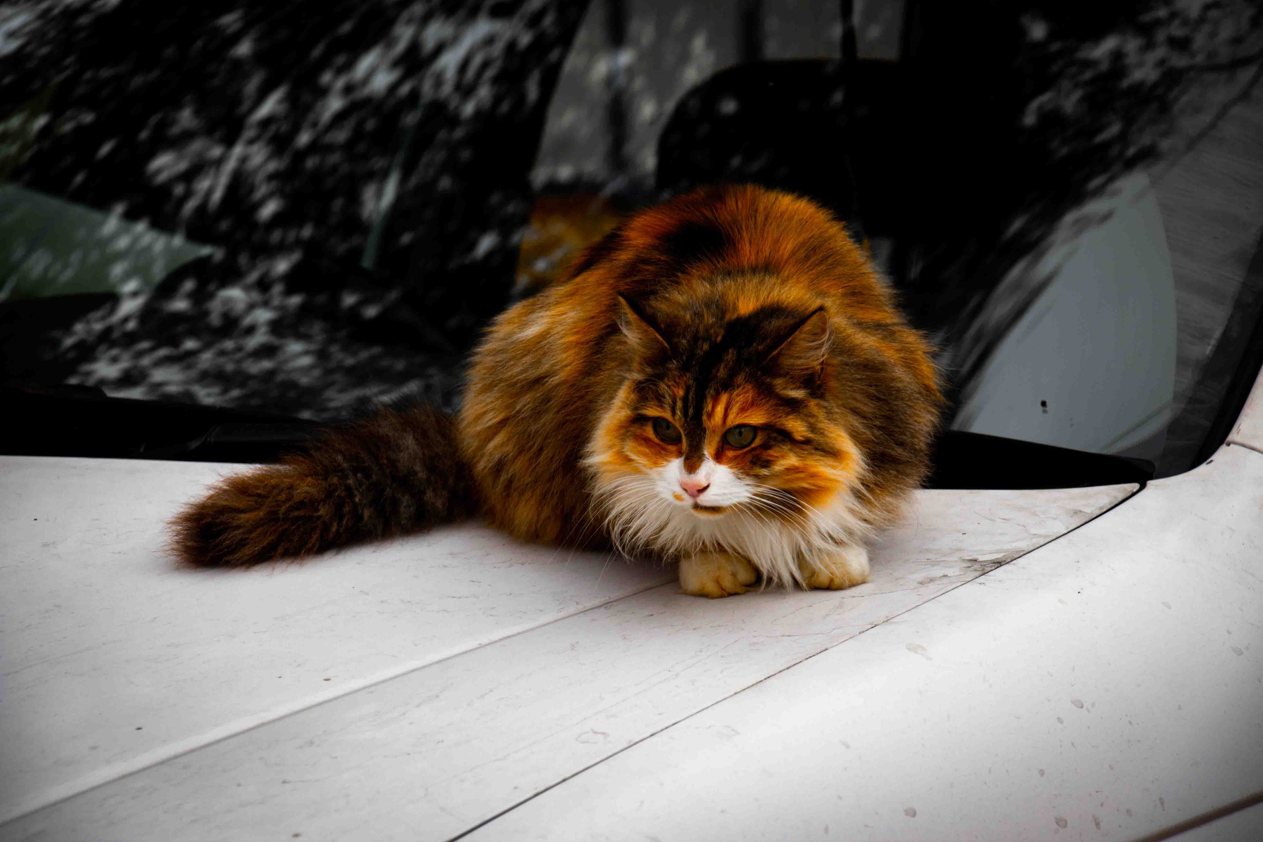 Осеннее настроение. Александр Попов