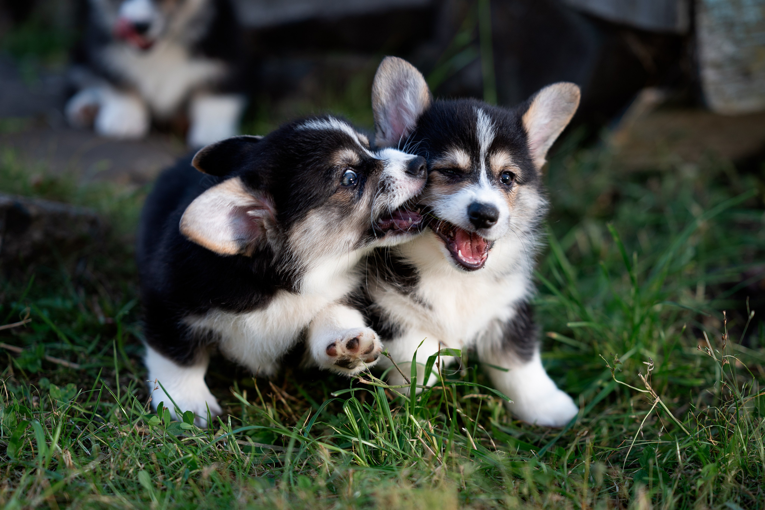 Заводчик Анастасия Подгорбунская. Творческий фотограф Вологда