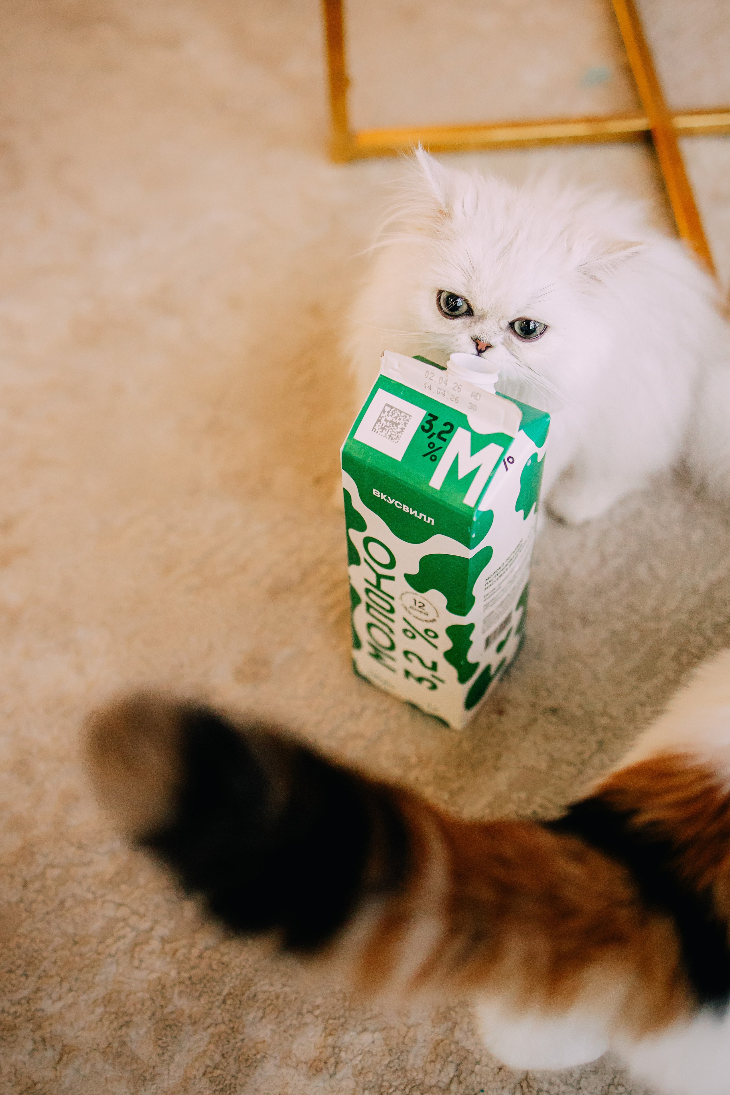 Султан, Мэй Мэй и Шанталь и их семья