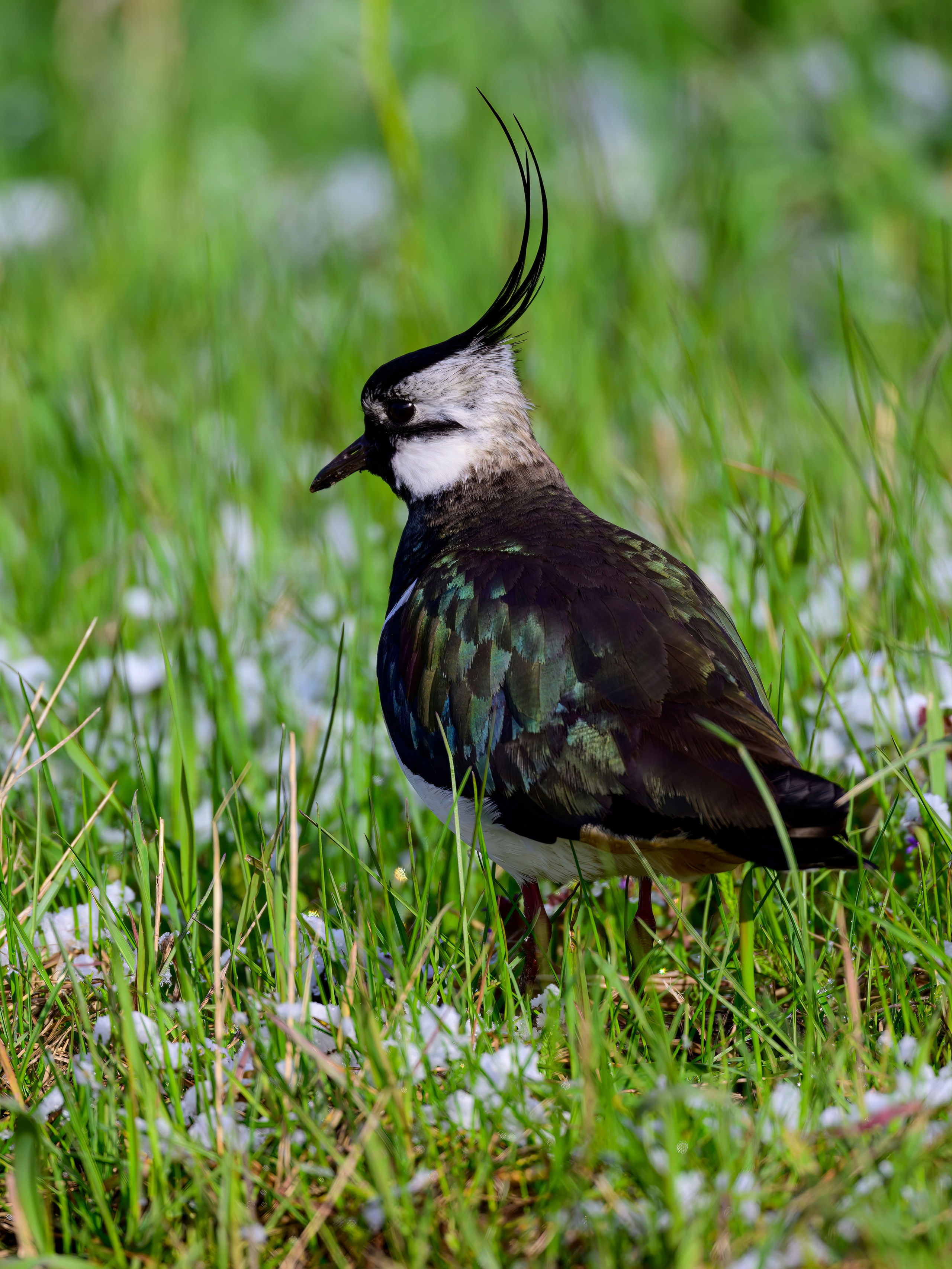 Веретенник. Фотограф Сергей Пупонин