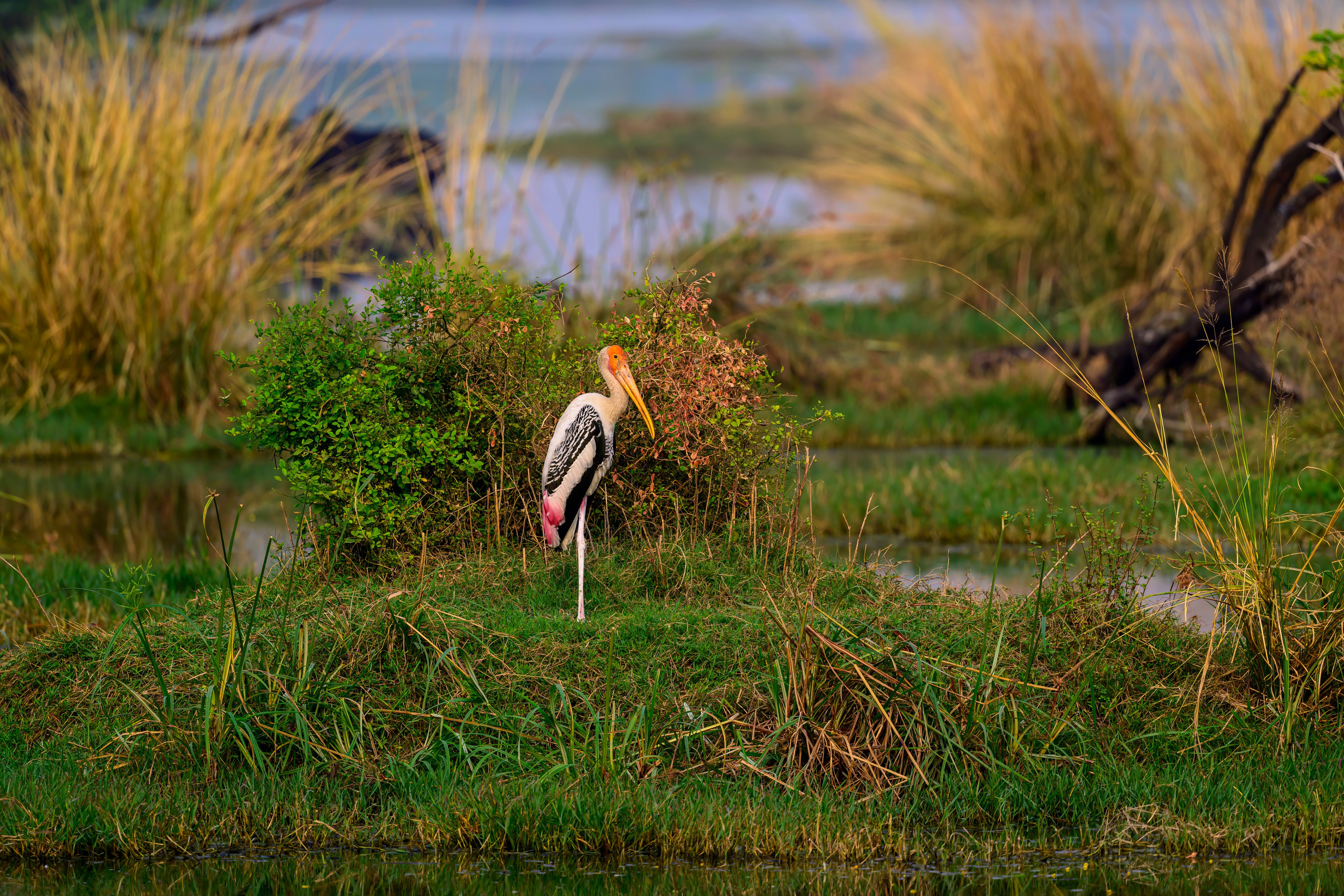 Раджастан, Индия. Wildlife photography by Sergey Puponin