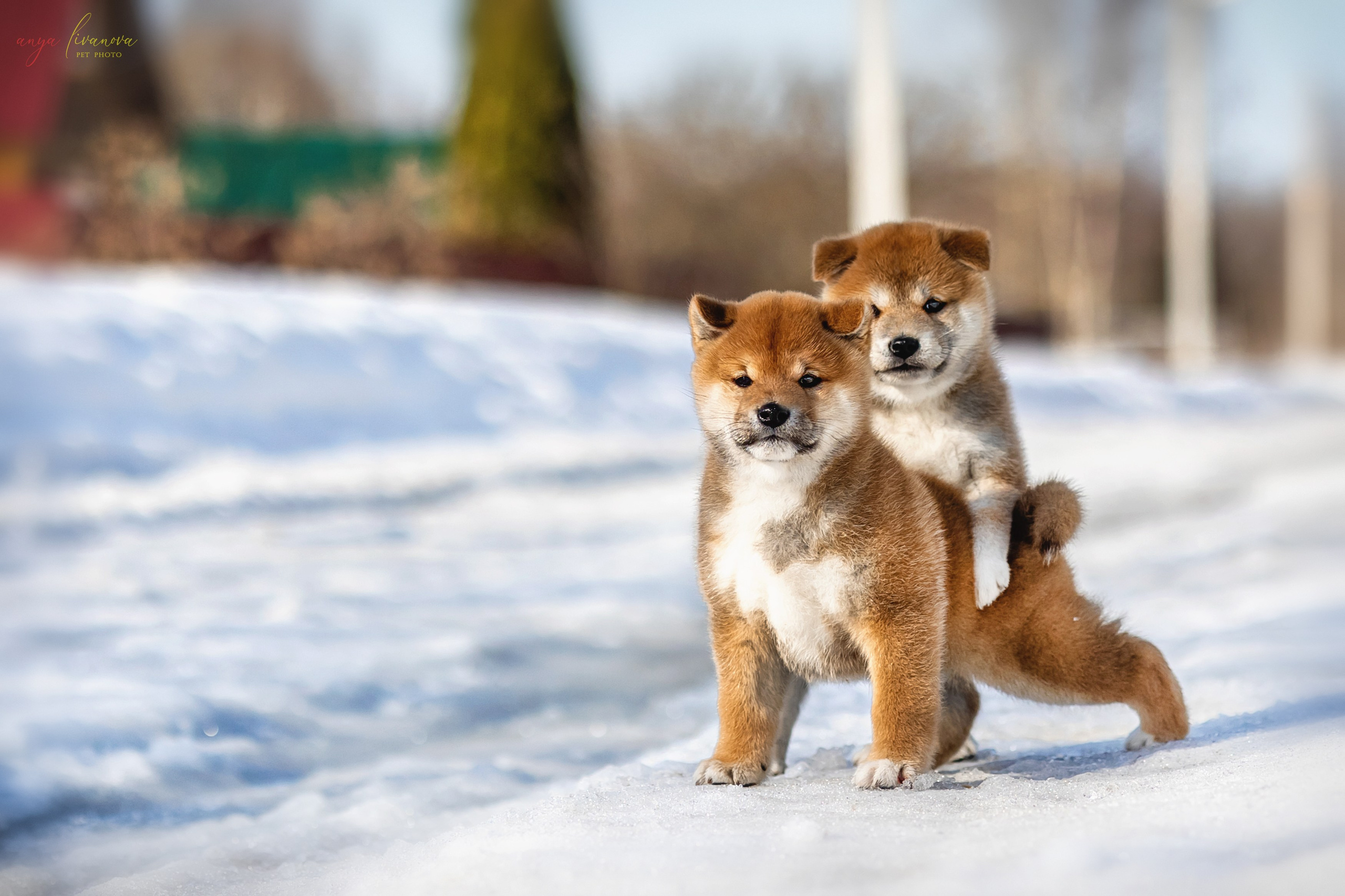 Сибы. Фотограф анималист Аня Ливанова | Рыбинск