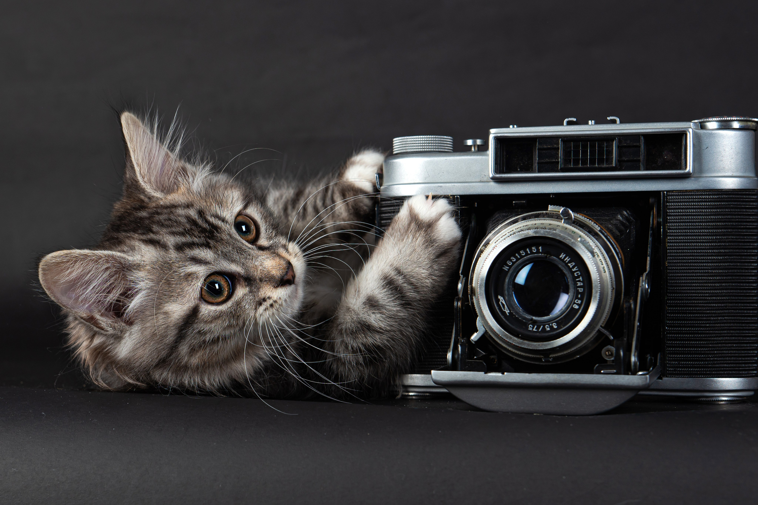 Курильский бобтейл. Фотограф на Камчатке Анна Моргачёва. Семейные и детские съёмки