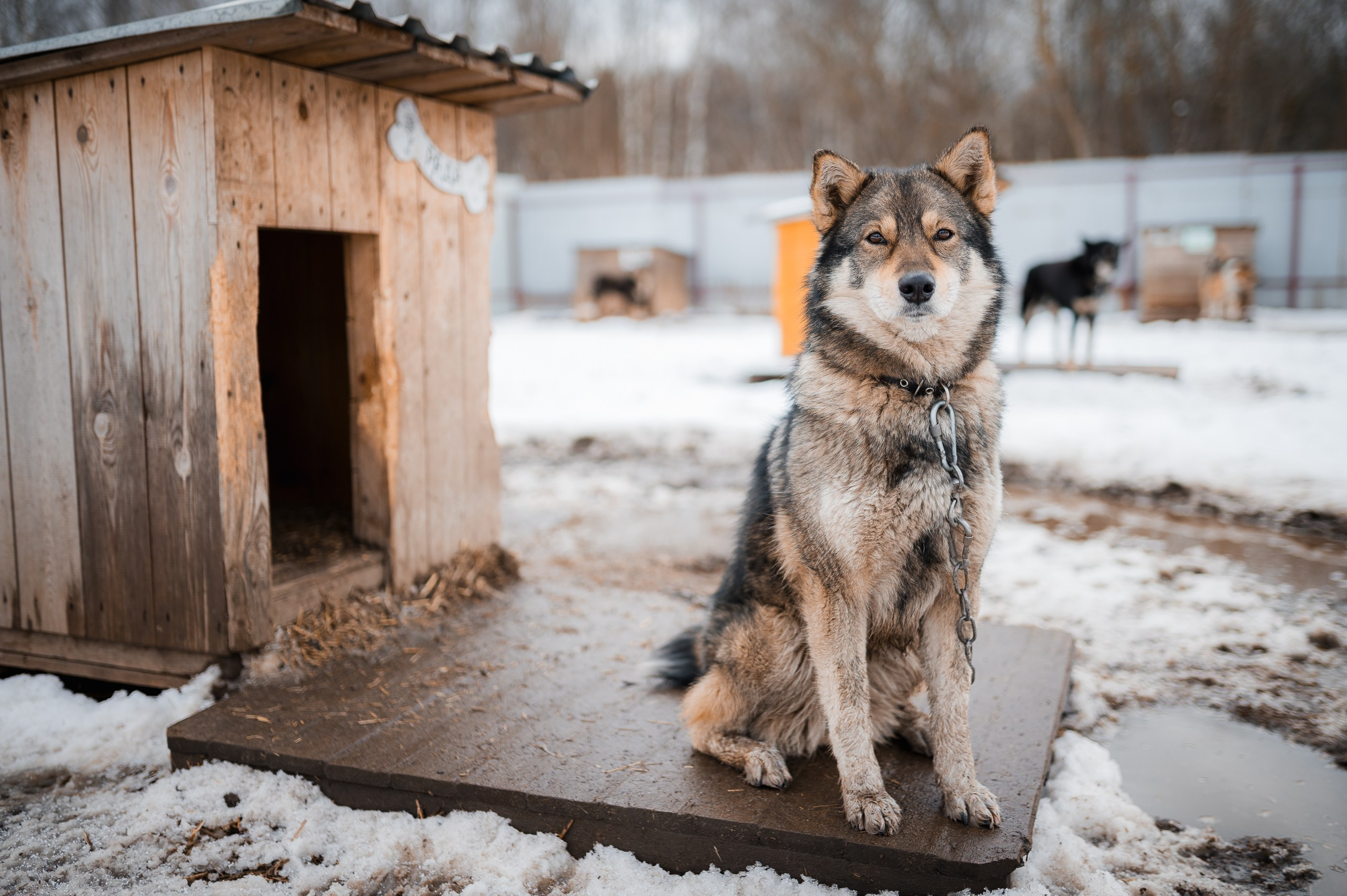 Рада. Улыбка собаки — спасение и пристройство бездомных собак