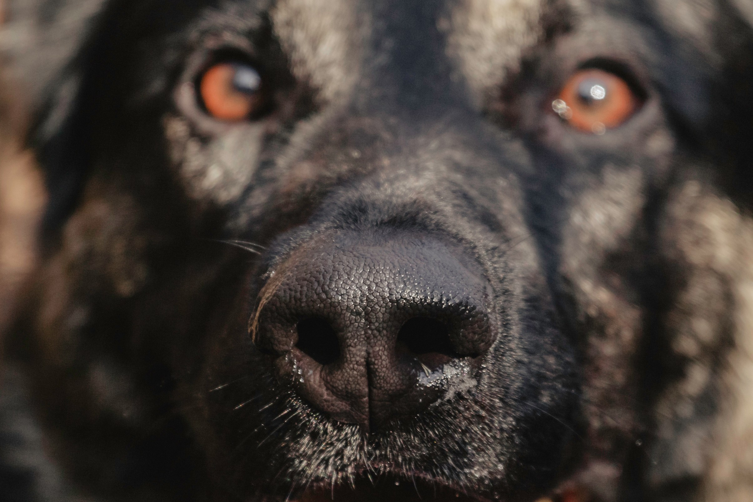 Илай. Фотограф-анималист Татьяна Степанова