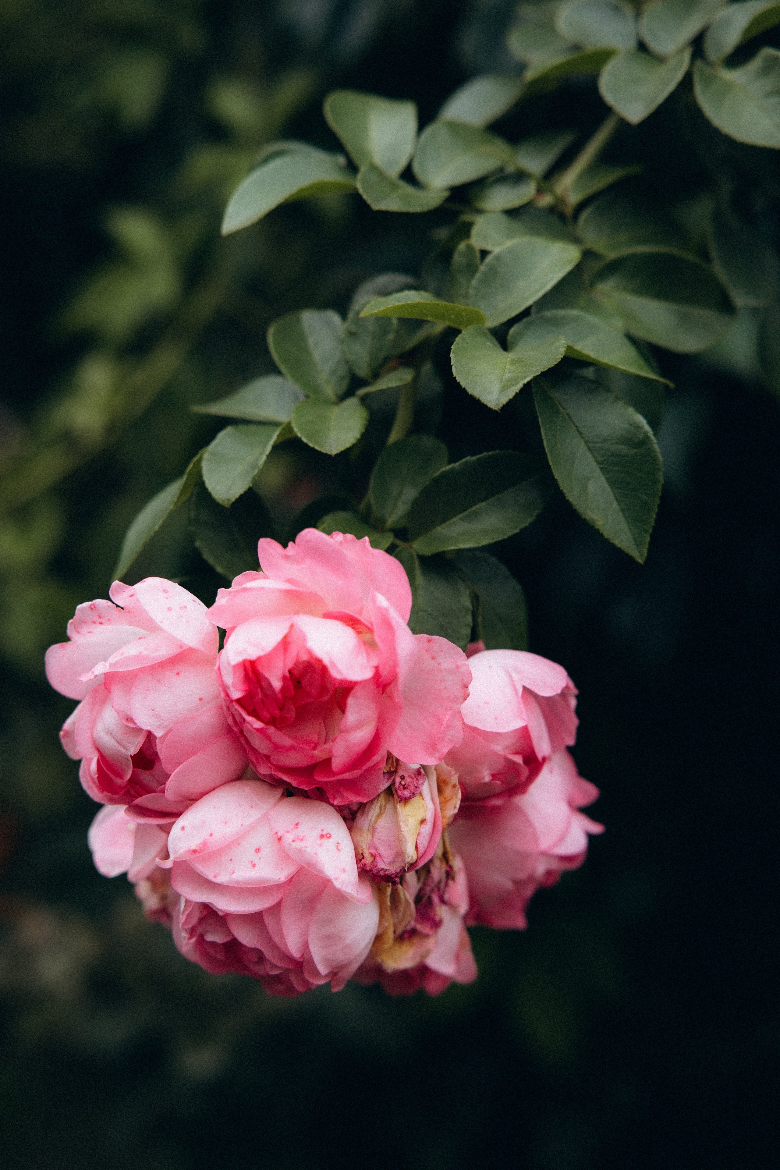 Алена и Антон. Алена Бадамшина — свадебный фотограф Воронеж / Москва
