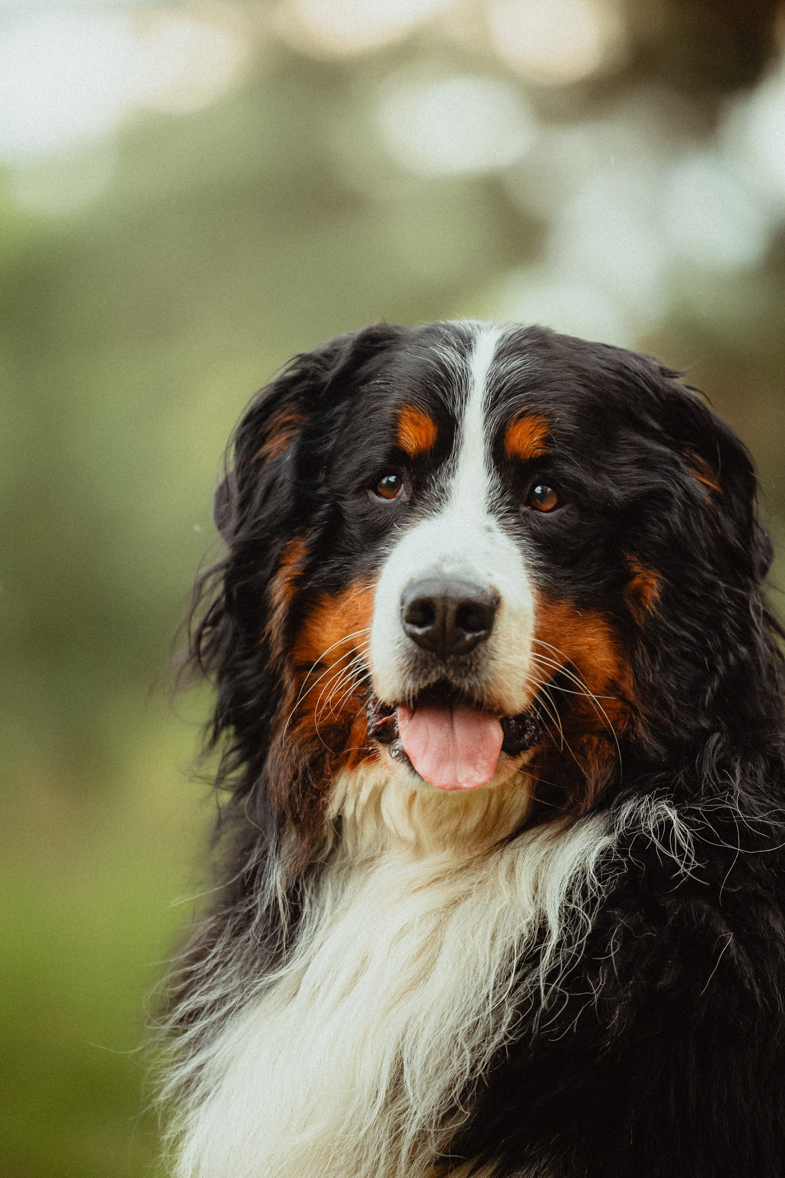 Выездной дог-тренинг от школы «Шерсть имею»