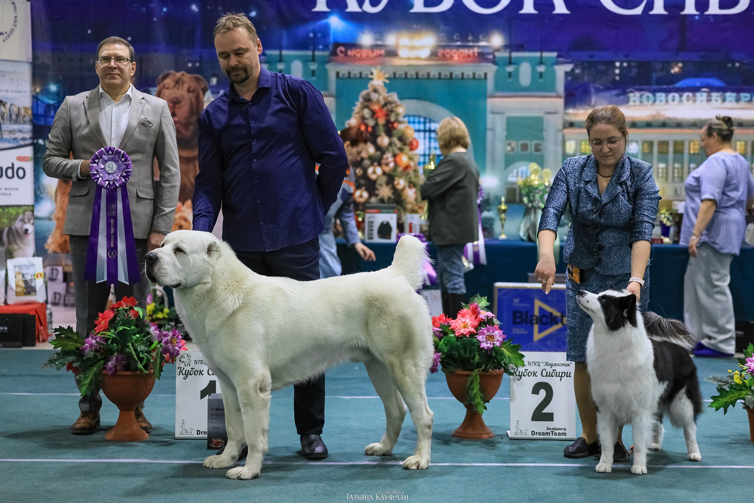 6-7.12.25 — 1-4 Национальные выставки собак в Новосибирске (2х рейтинговые). Фотограф Анималист из Новосибирска Татьяна Кауфман