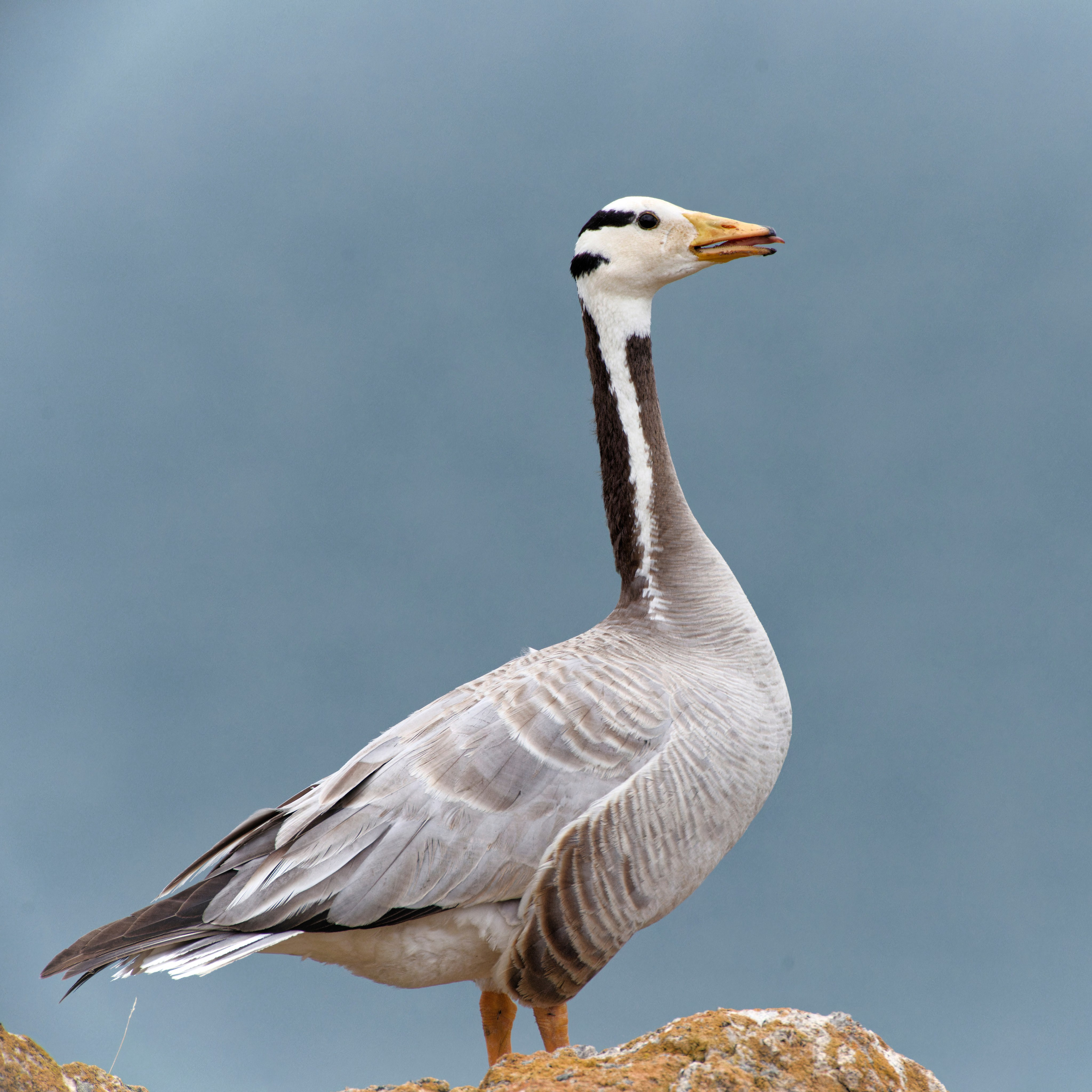 Горный гусь