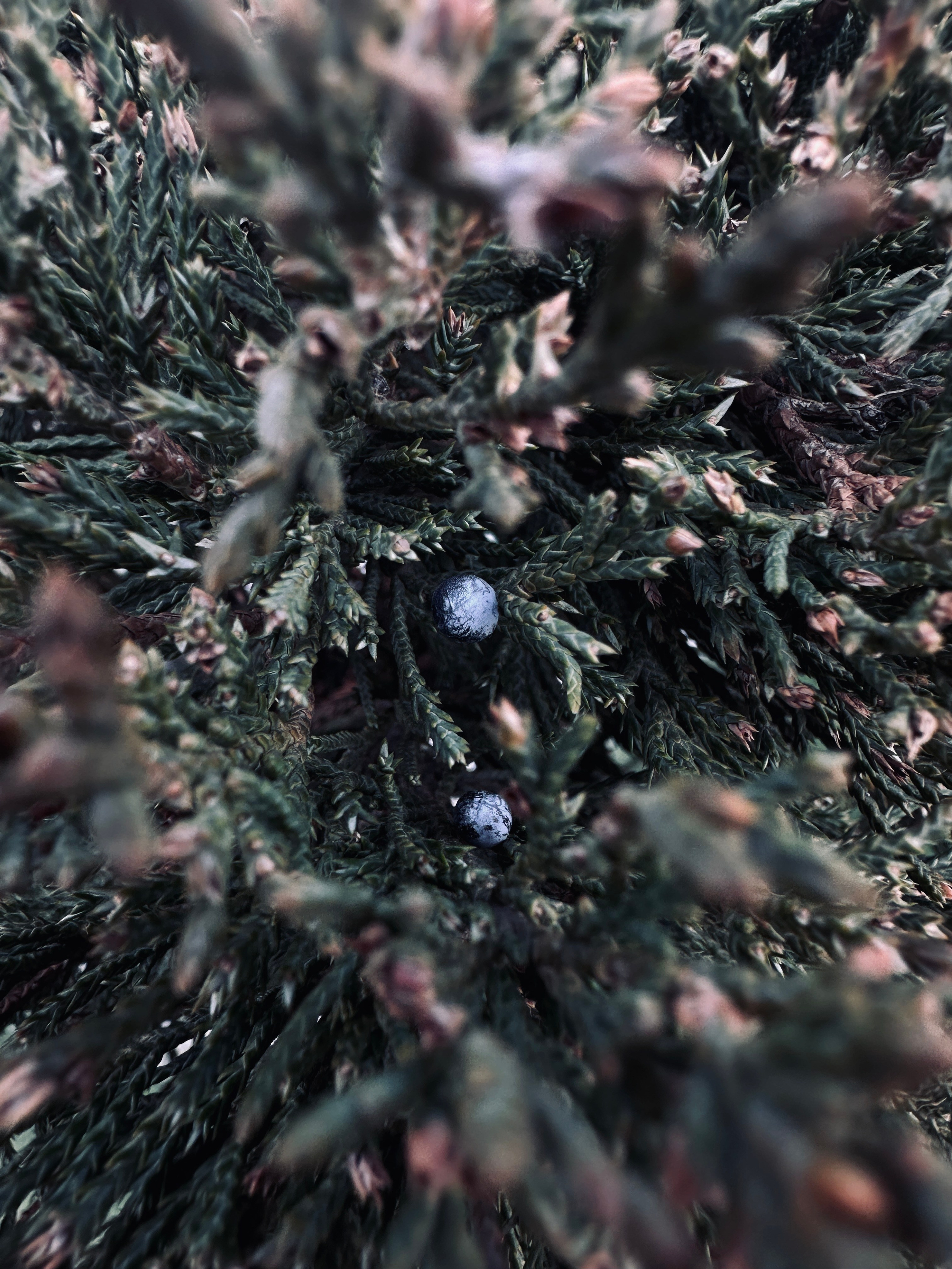 Макро любовь. Смотри, красота!