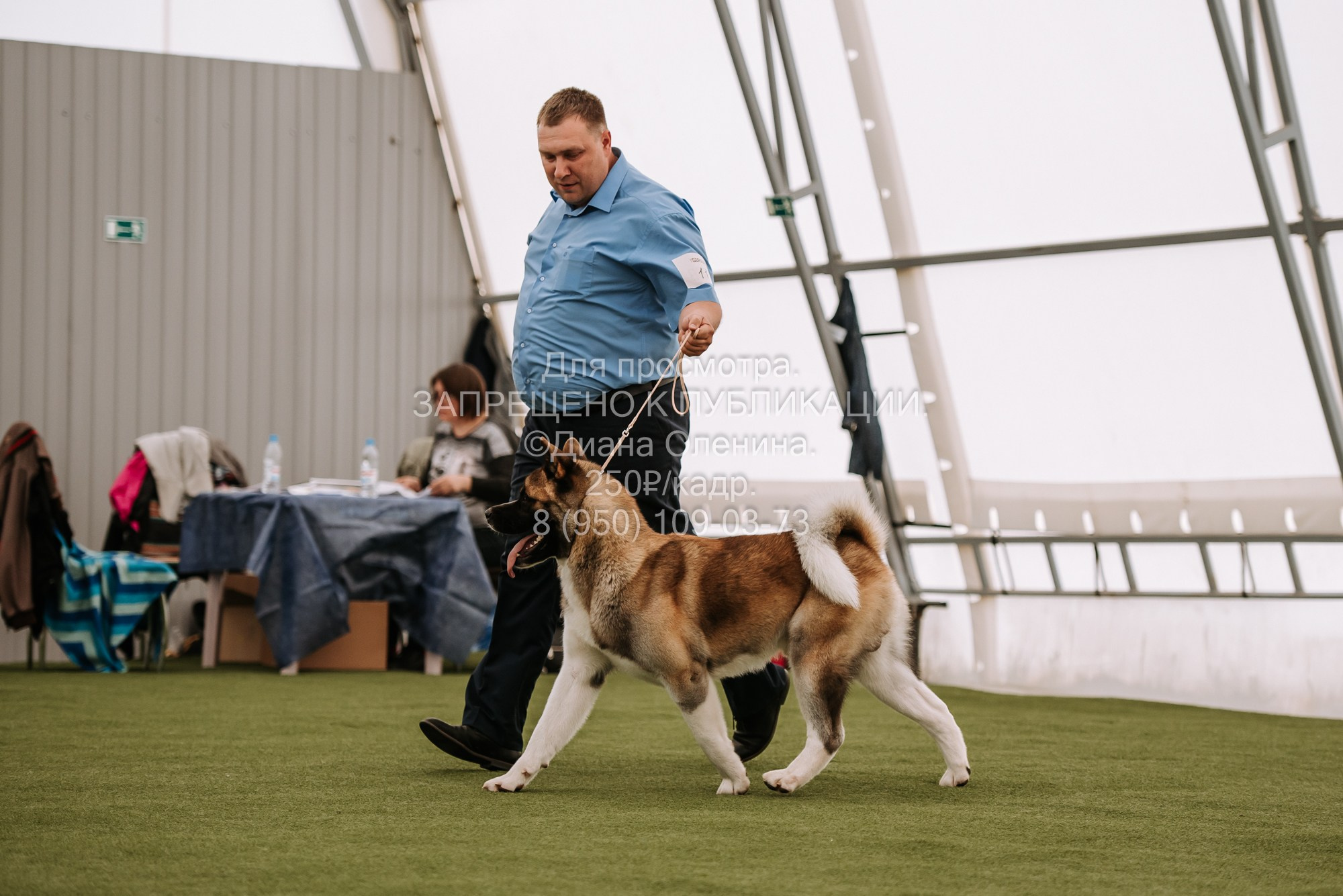 Выставка собак Красноярск 2.06. Фотограф Диана Оленина Красноярск / Братск