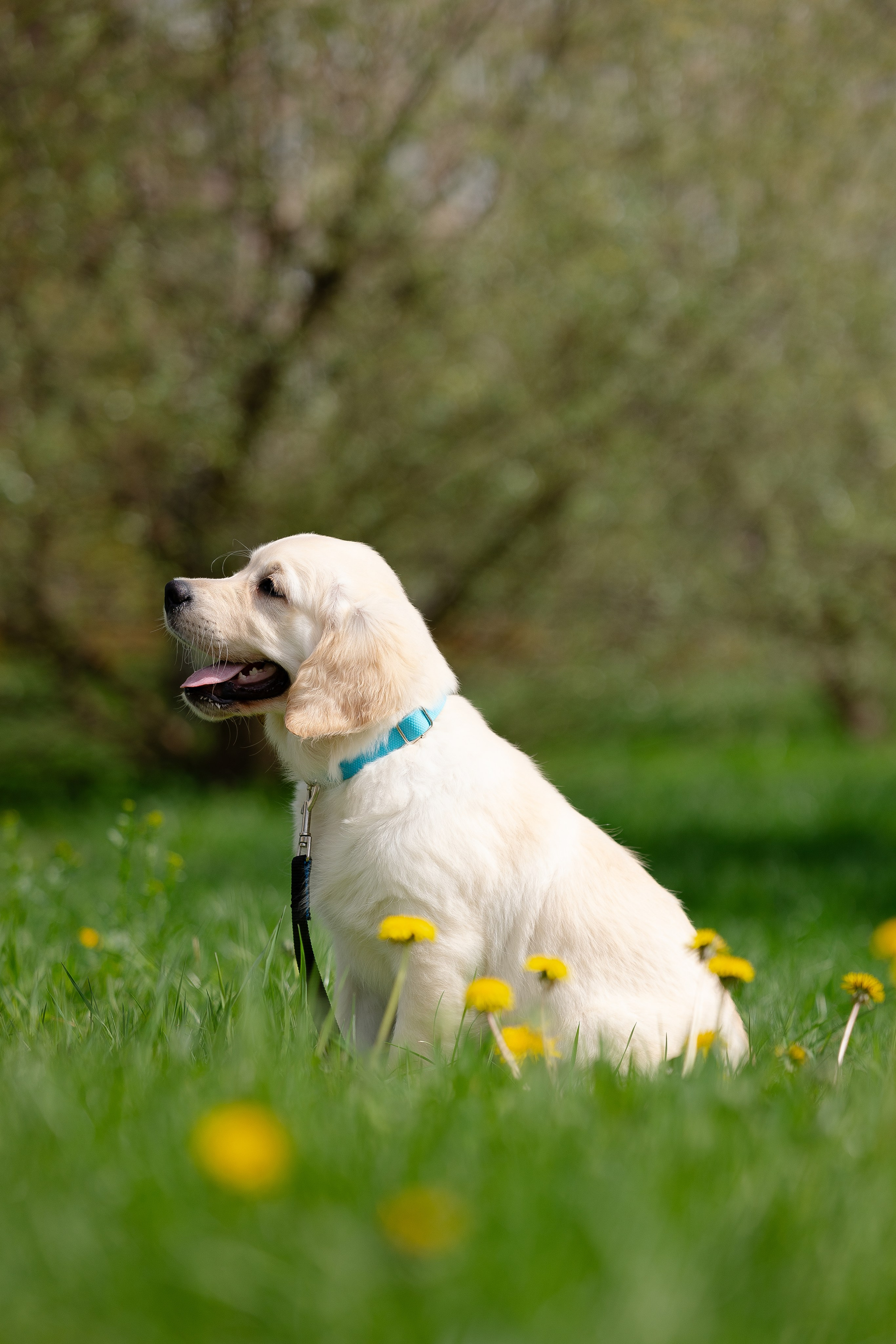 Голден ретривер. Фотограф и видеограф анималист Аганина Дарья