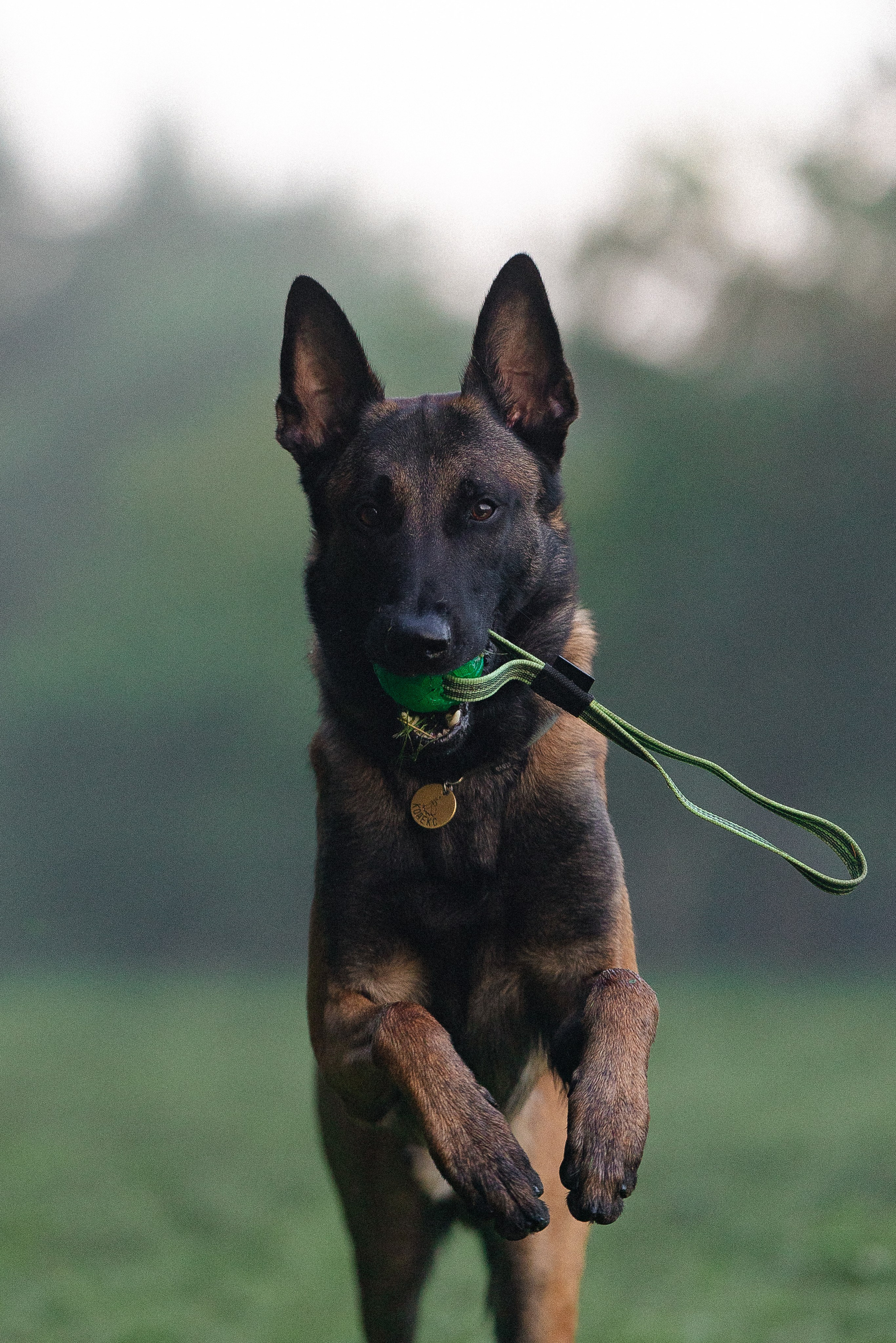 Галина и Кодекс. Фотограф и видеограф анималист Аганина Дарья