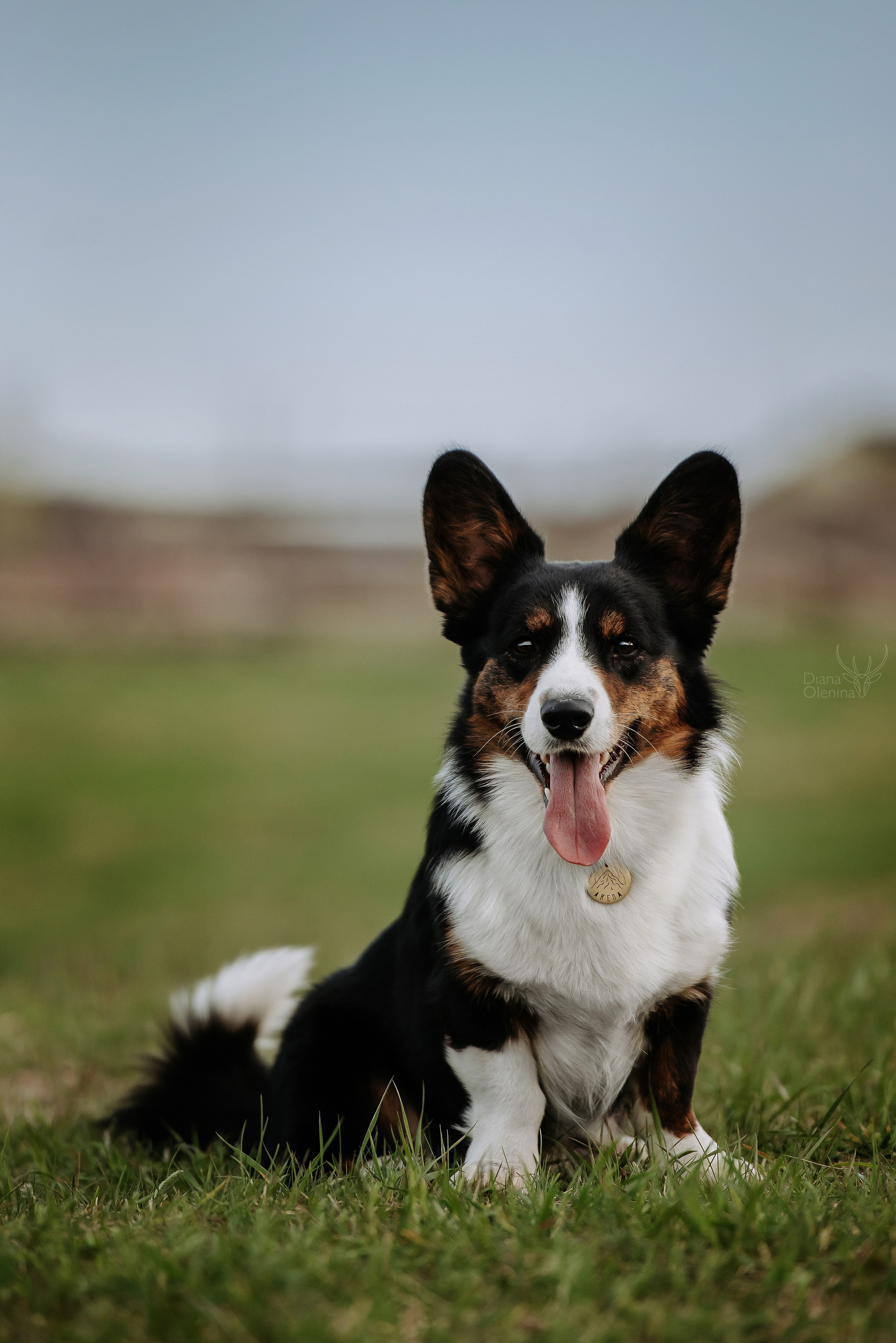 Собаки уличные. Фотограф Диана Оленина Красноярск / Братск