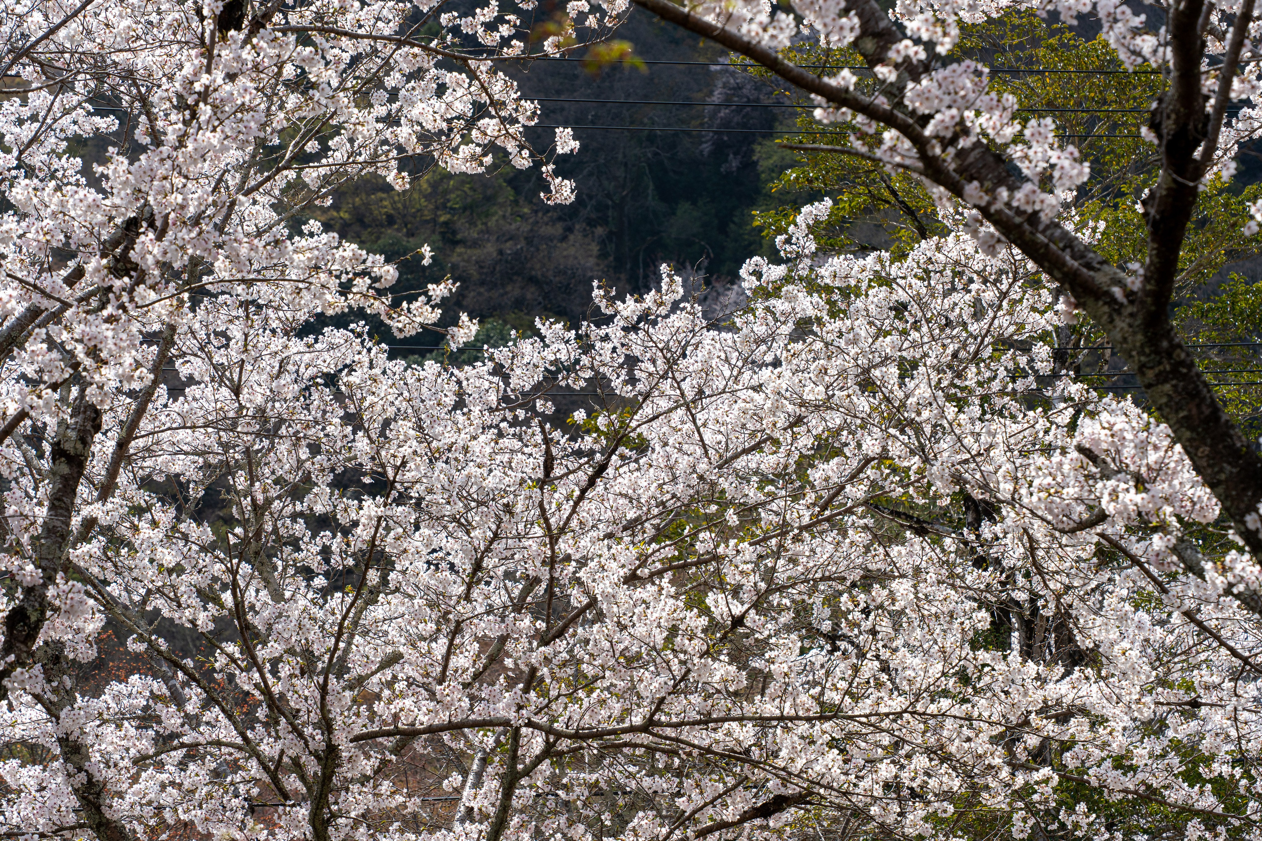 Япония, сакура. Творческие сьемки