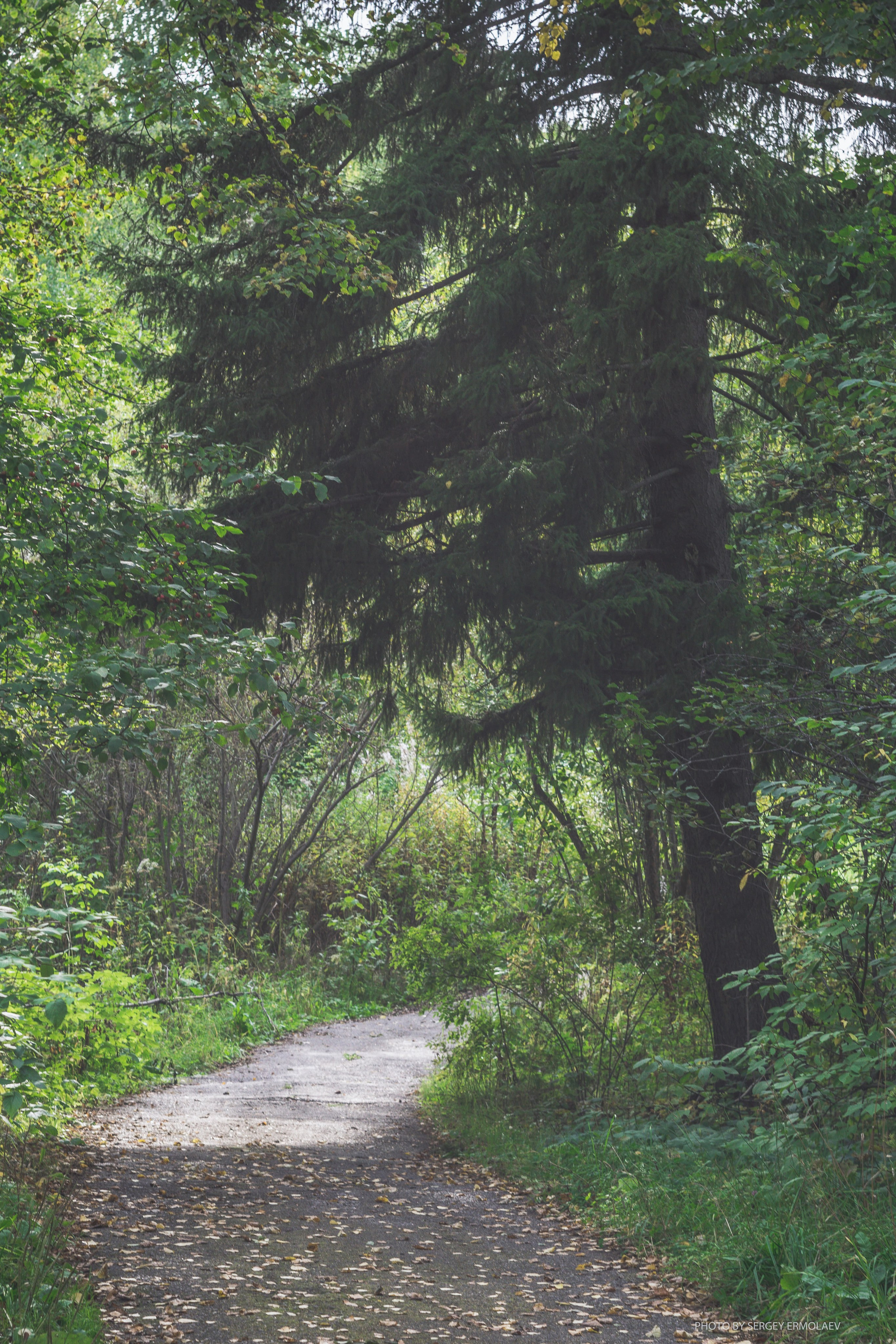 На тропах старинного парка