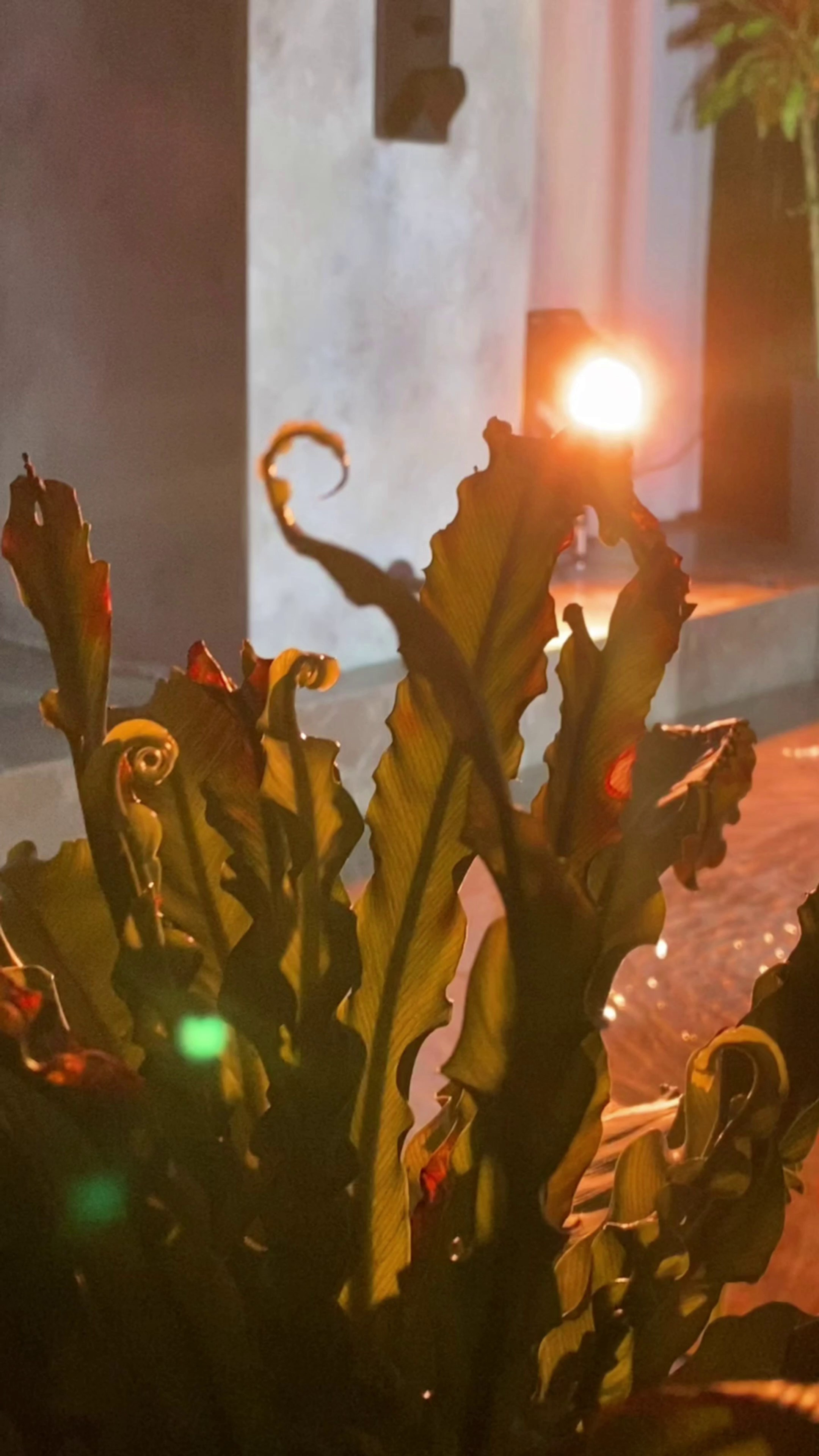 Климентий Киреев • Фотограф Сочи