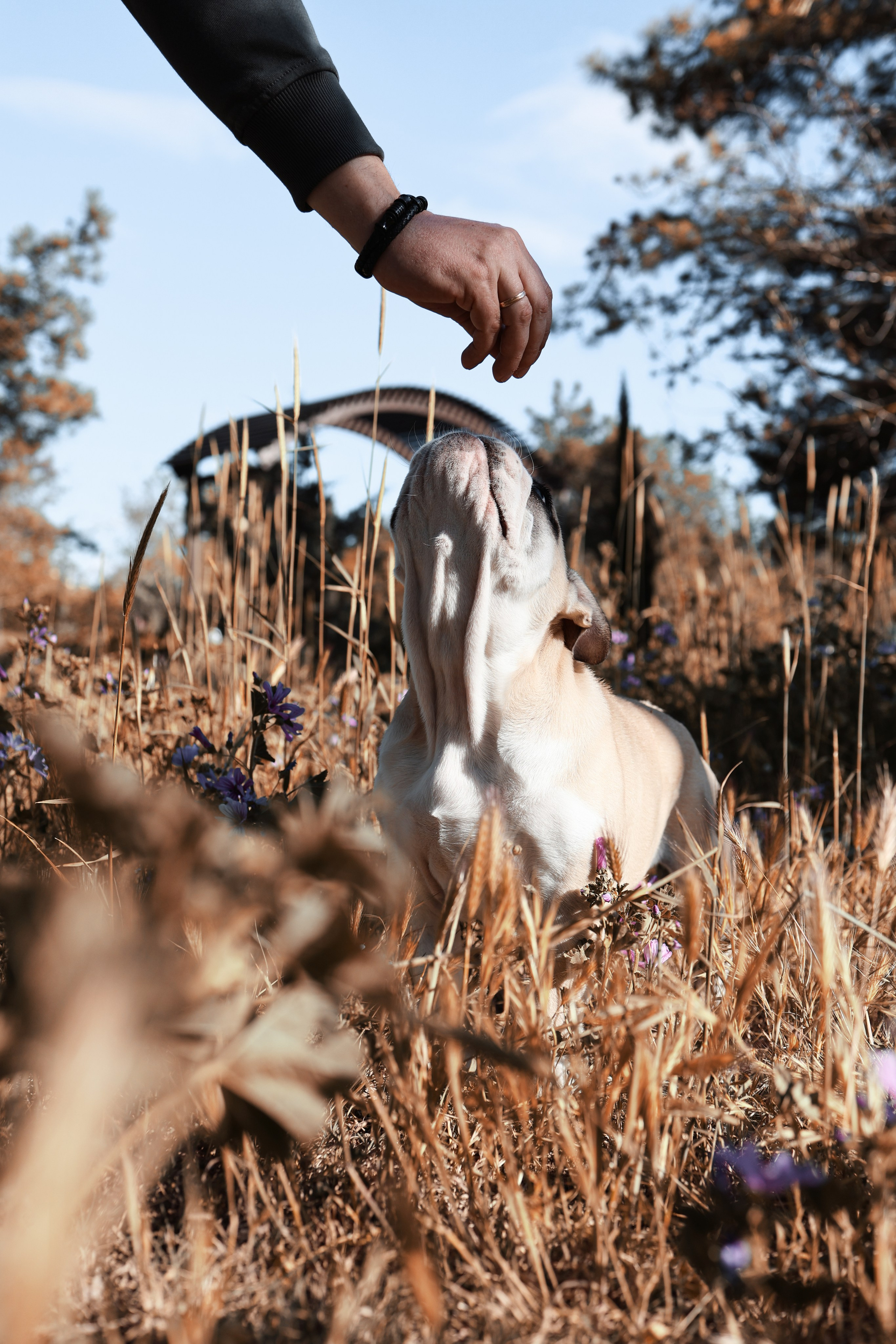 Новый член семьи. Withlovent | Фотограф в Севастополе