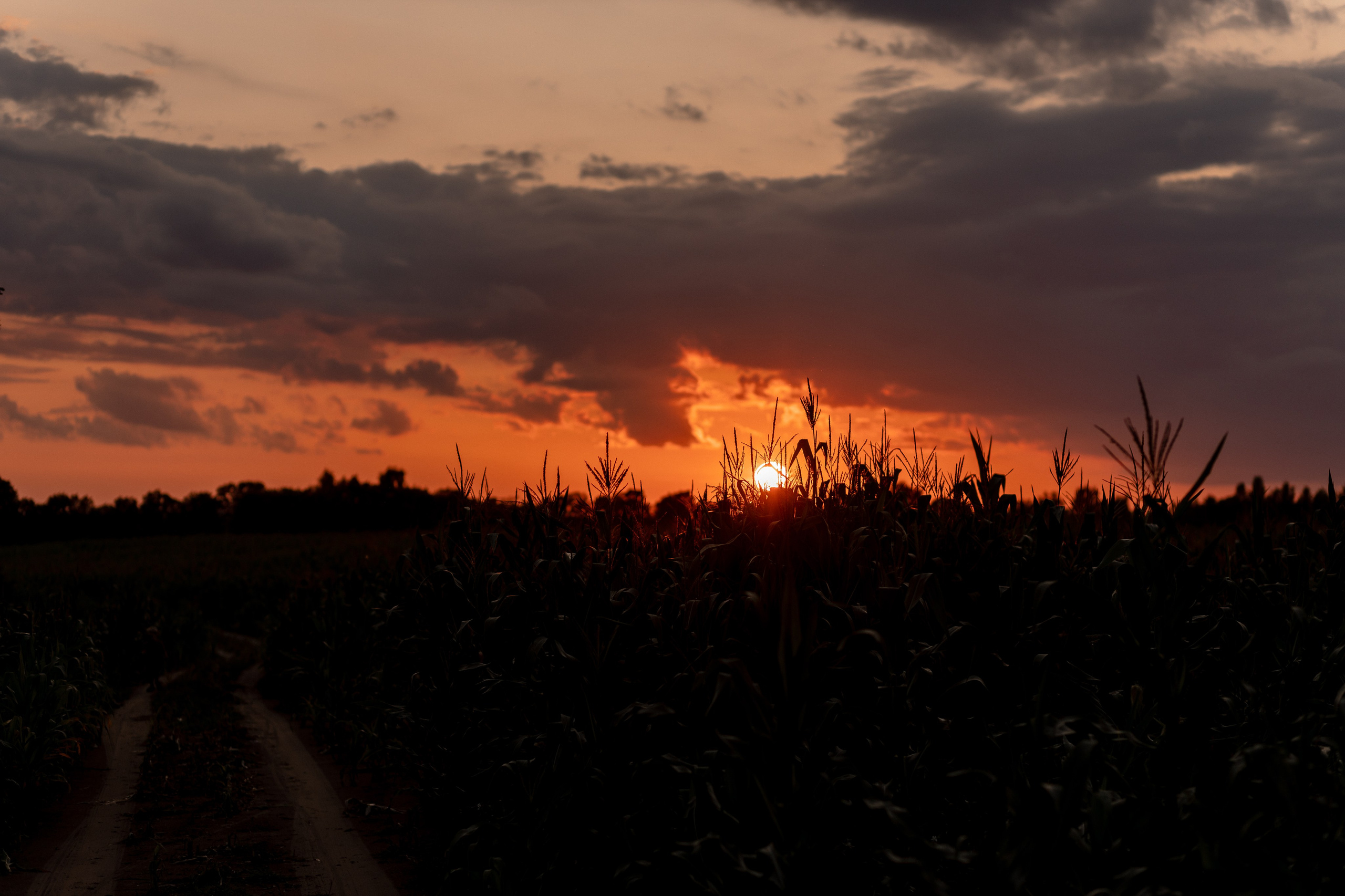 Мария, Илья, Алиса, Константин. Свадебный фотограф Елена Ловцевич