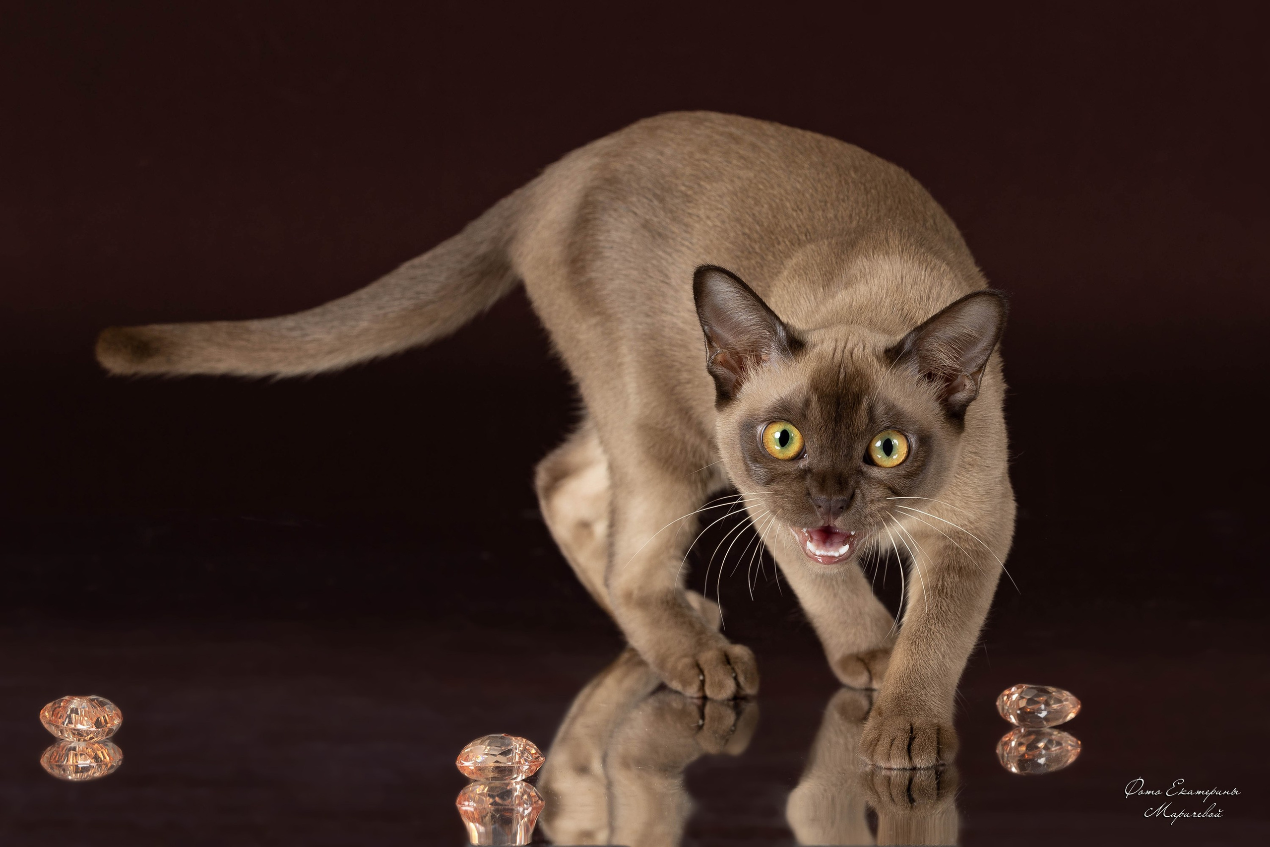 Коричневые фоны. Фотограф-анималист в Омске Екатерина Маричева